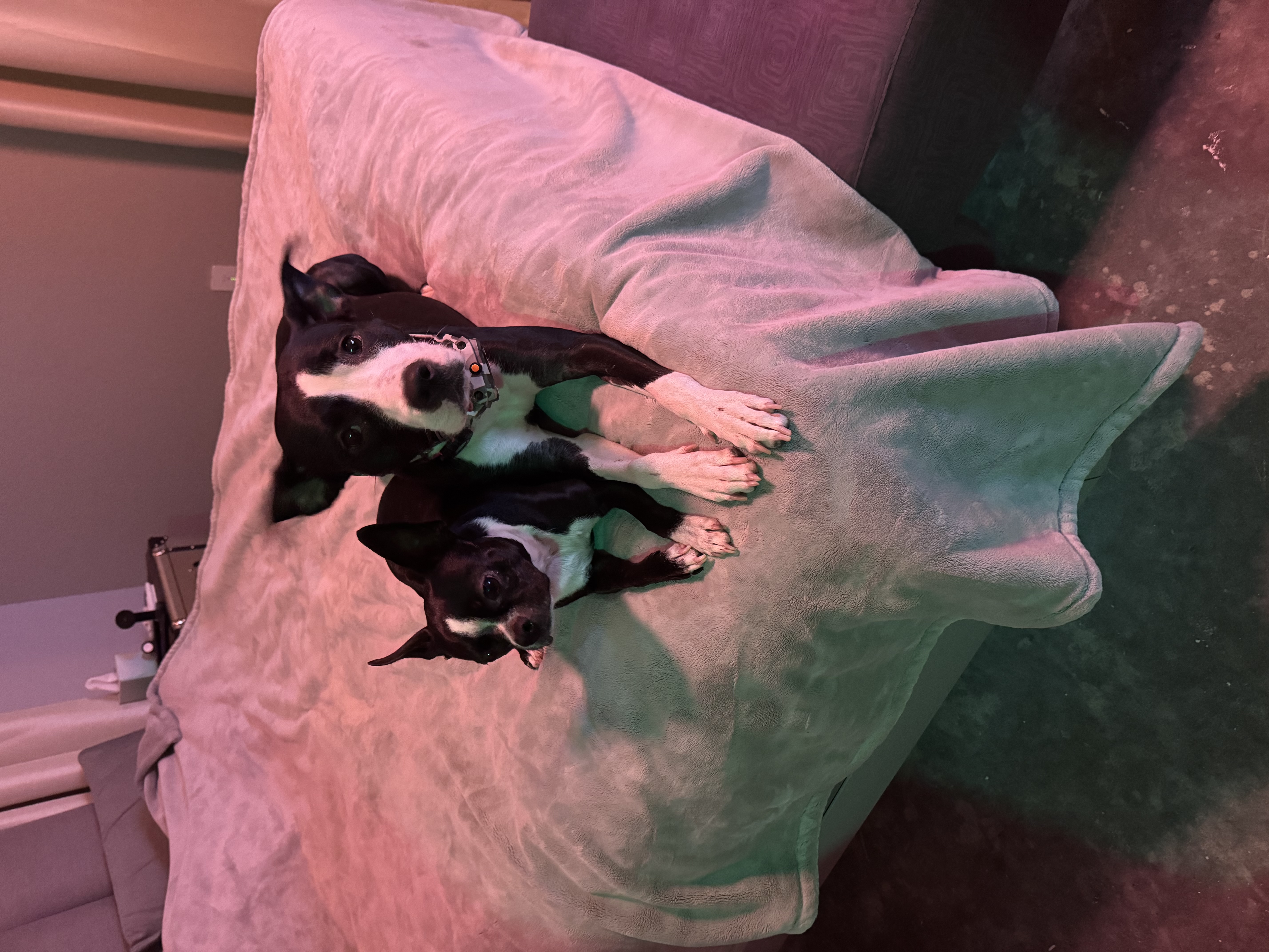 🐾 Meet Dana — Your New Best Friend! 🐾 image 4