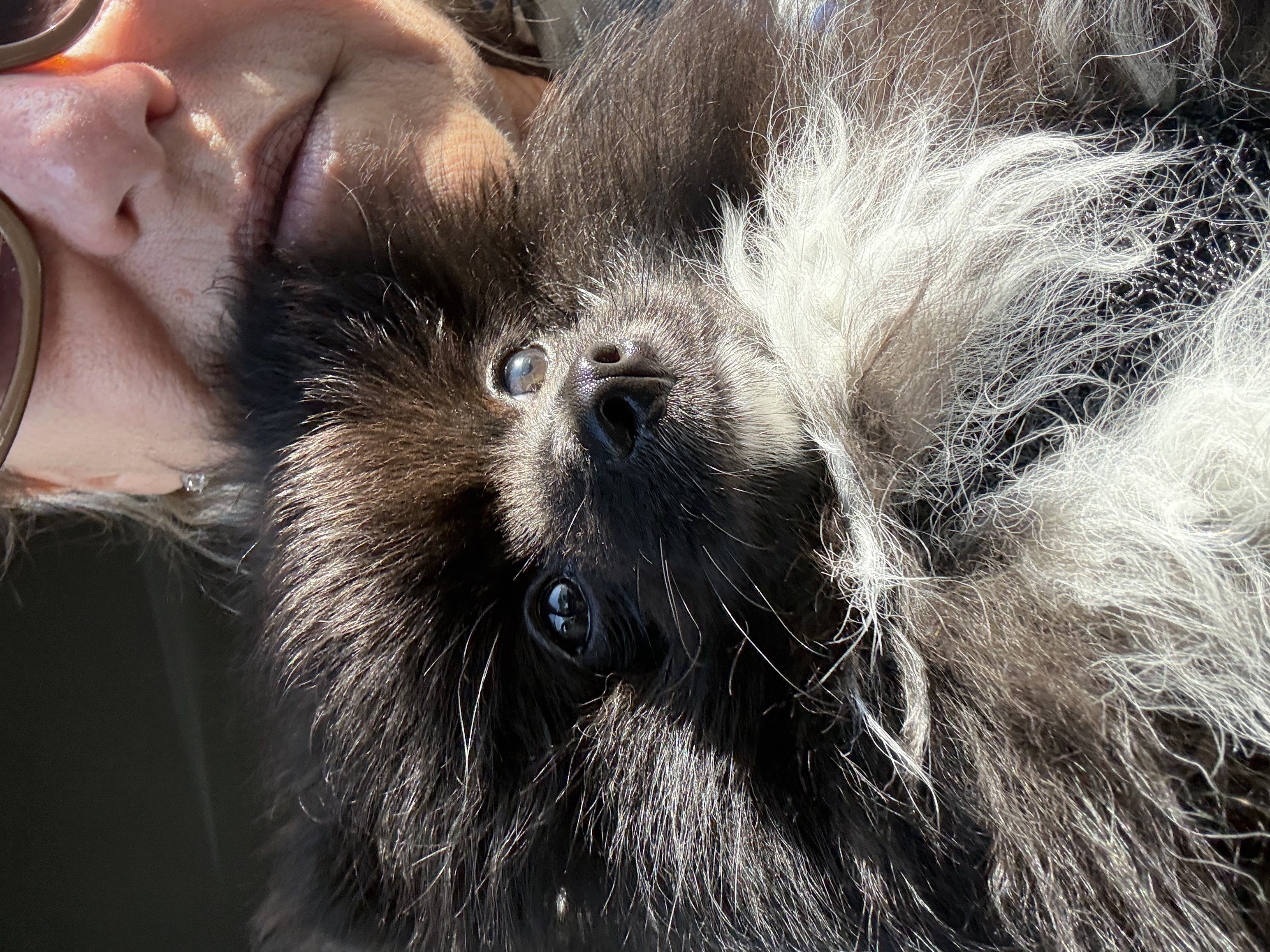 Pomeranian image 2