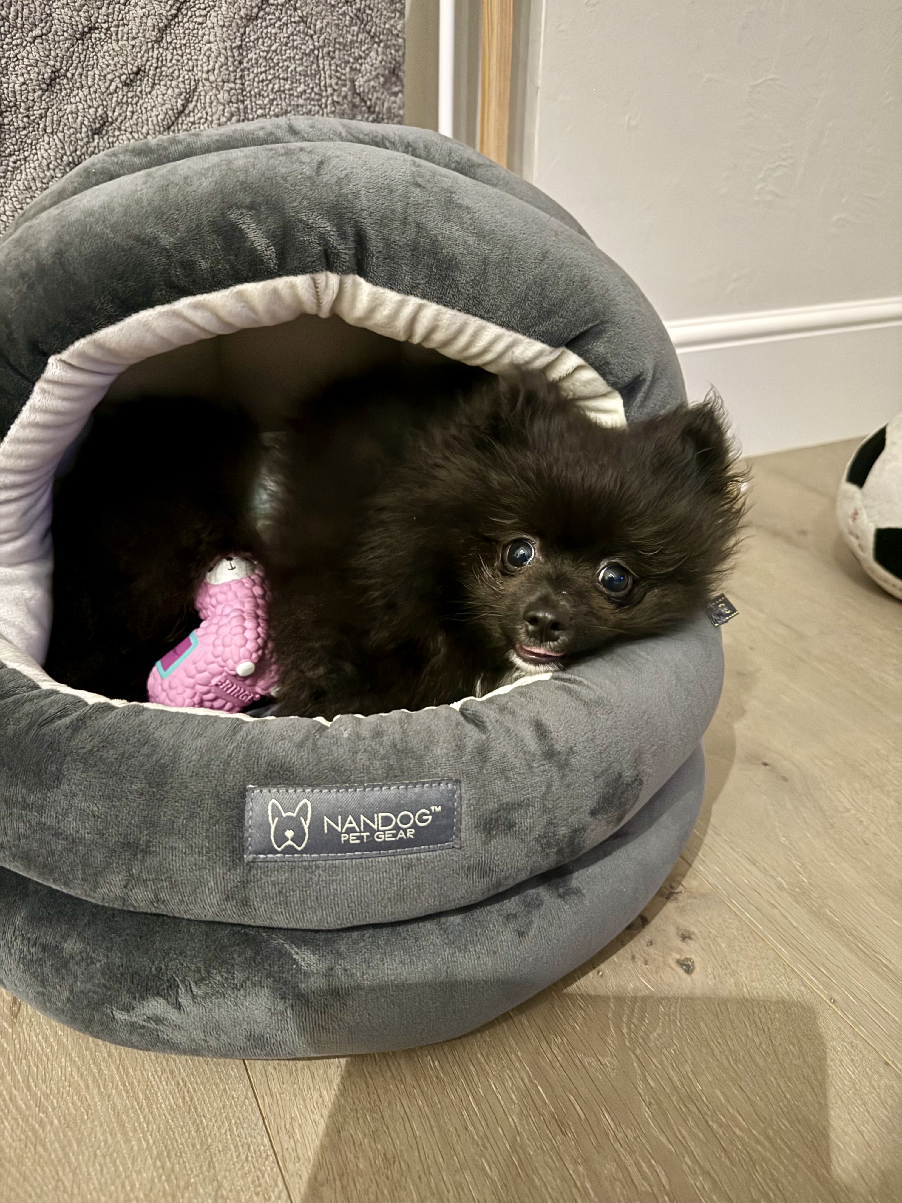 Pomeranian image 1