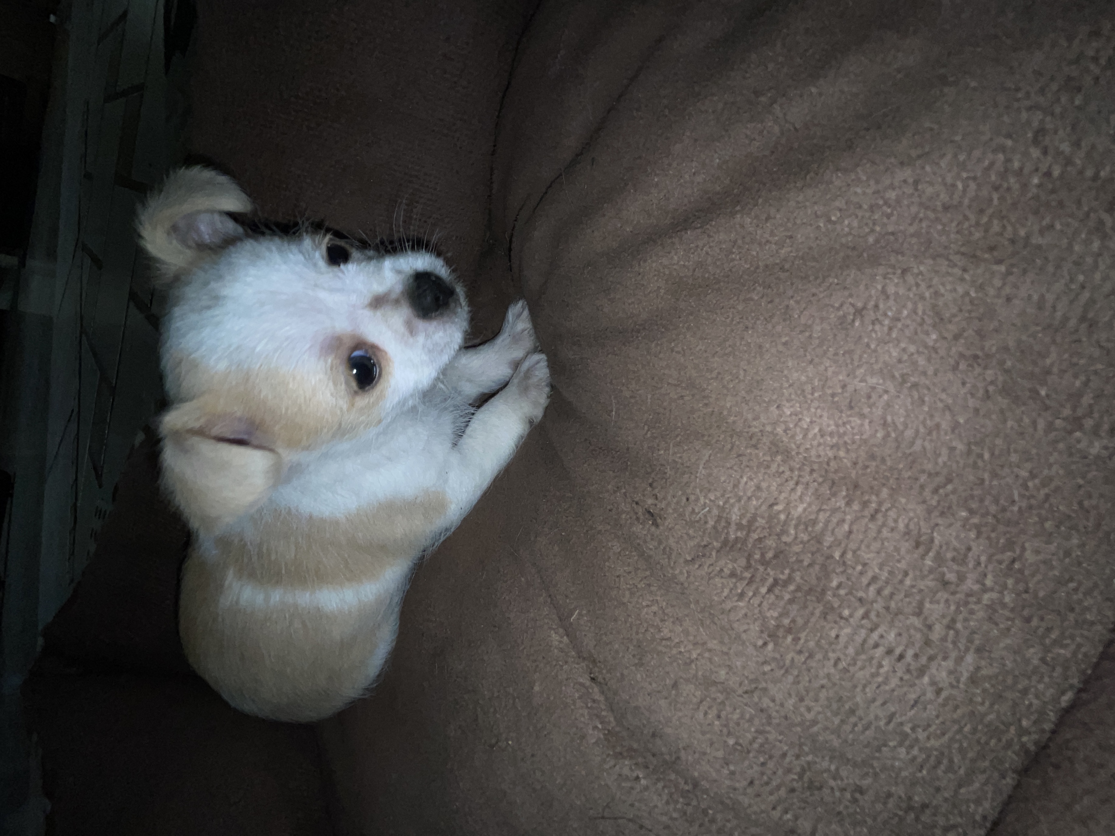 “Cute chihuahua Mix Puppy Looking for New Home” image 1