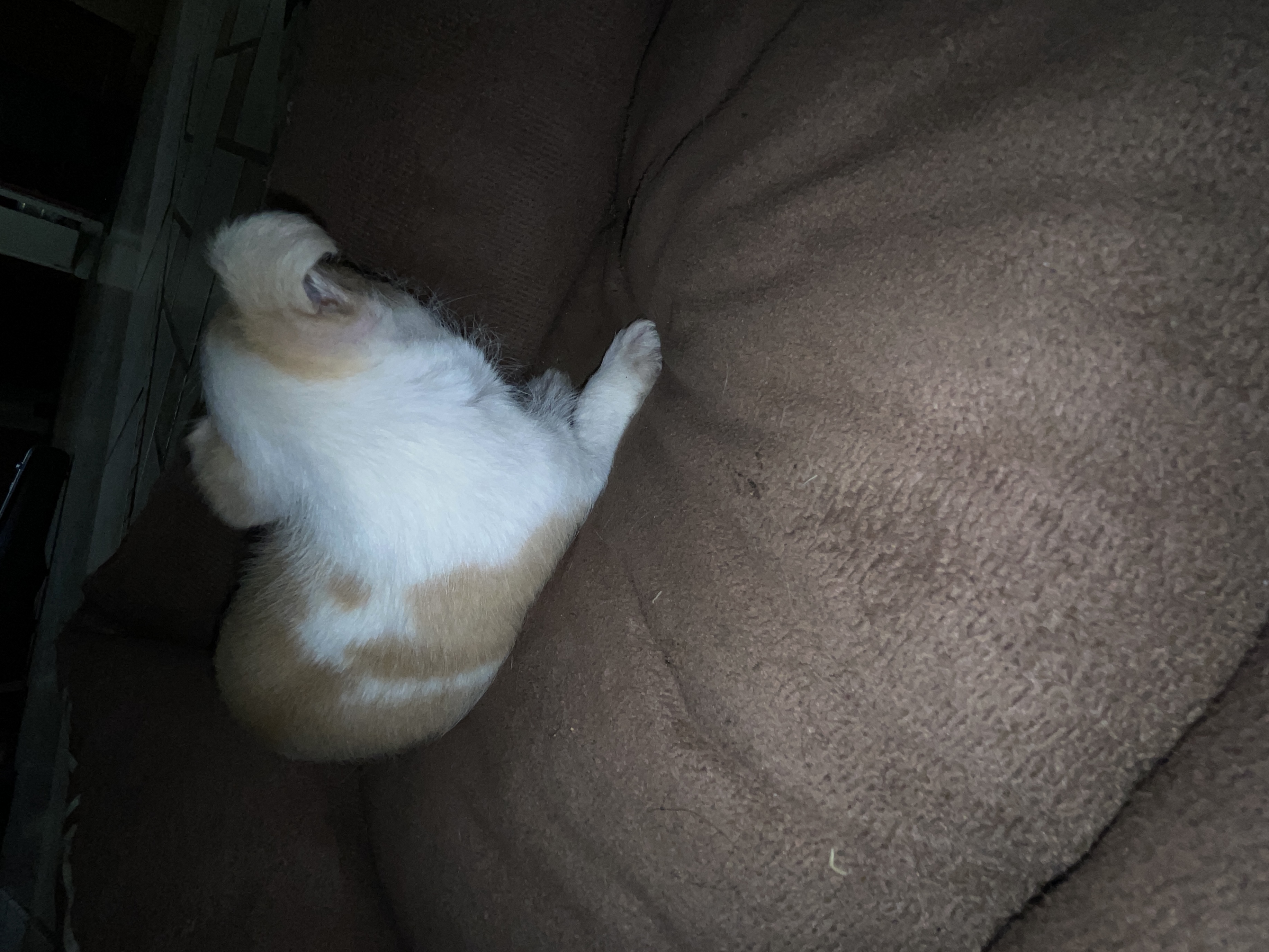 “Cute chihuahua Mix Puppy Looking for New Home” image 3
