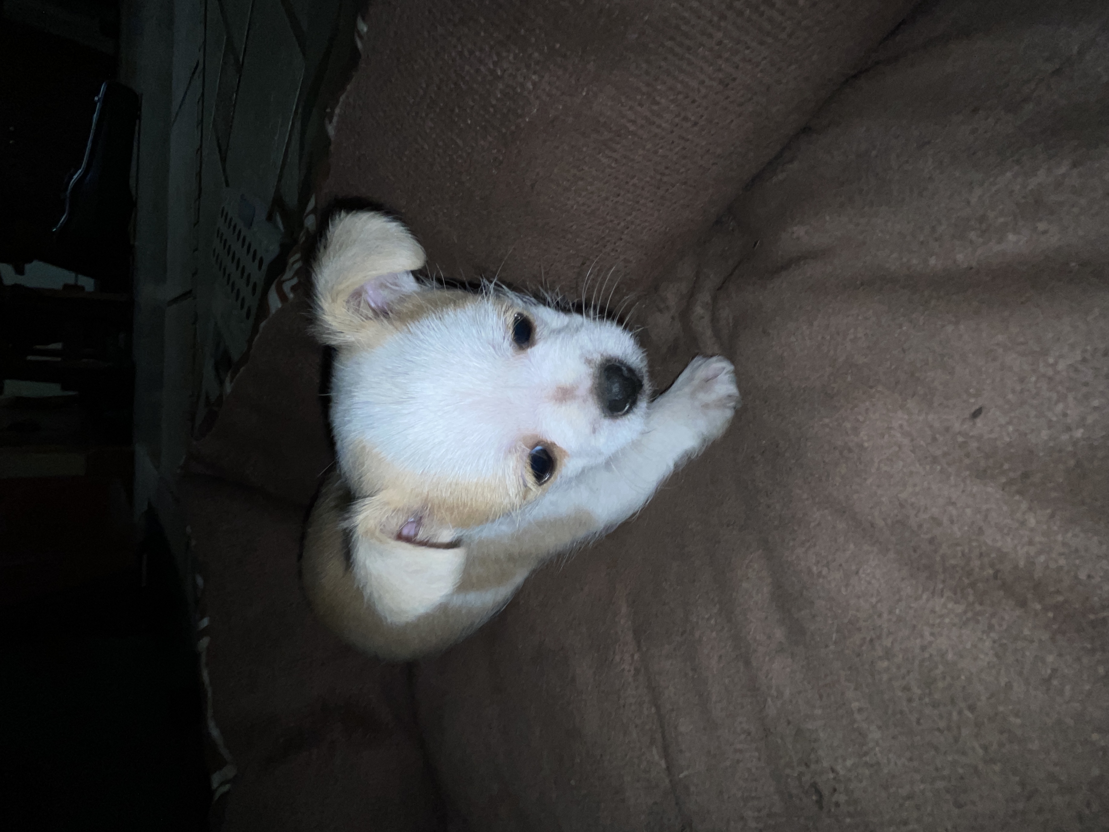 “Cute chihuahua Mix Puppy Looking for New Home” image 2