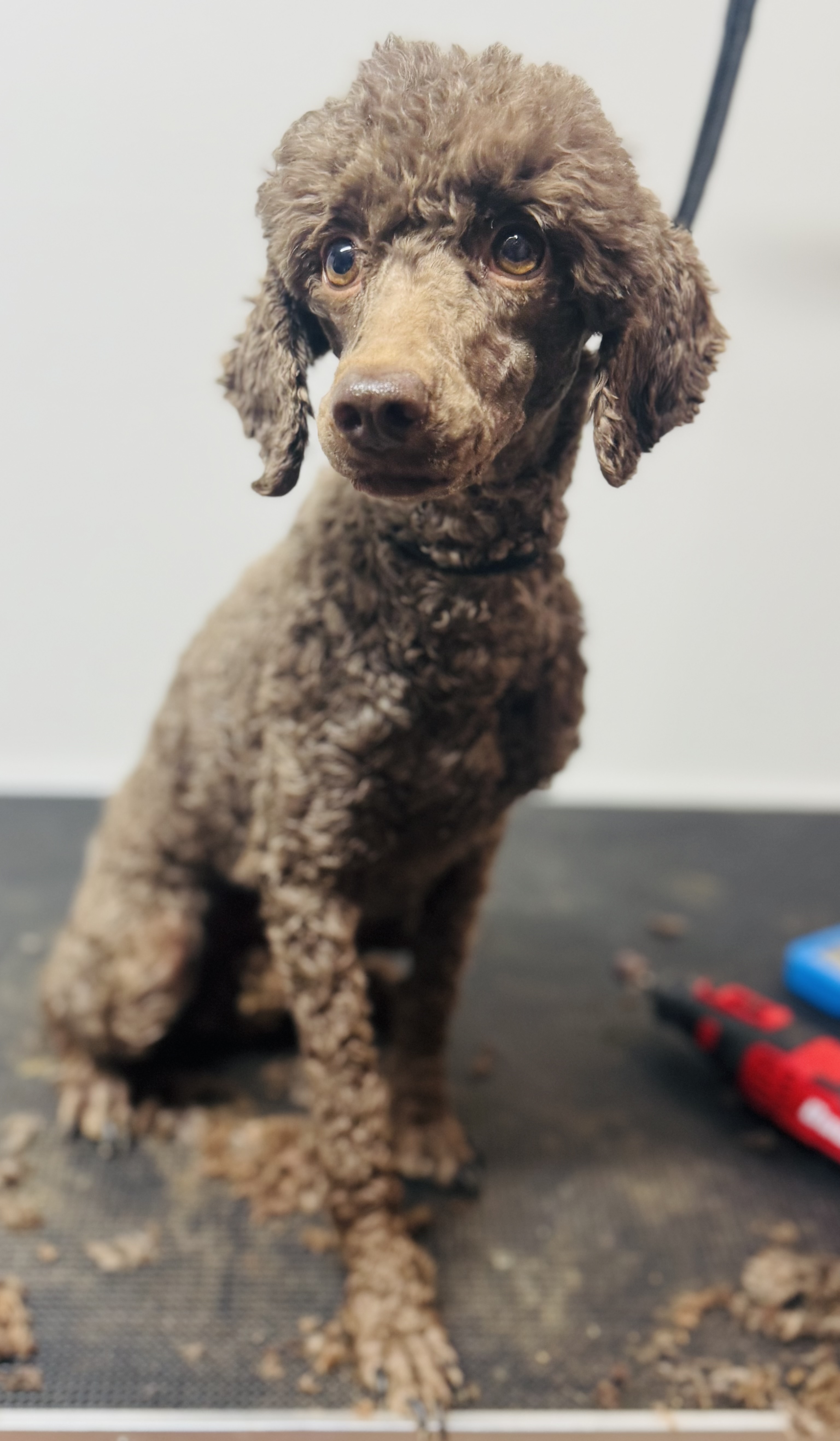 AKC female poodle image 2