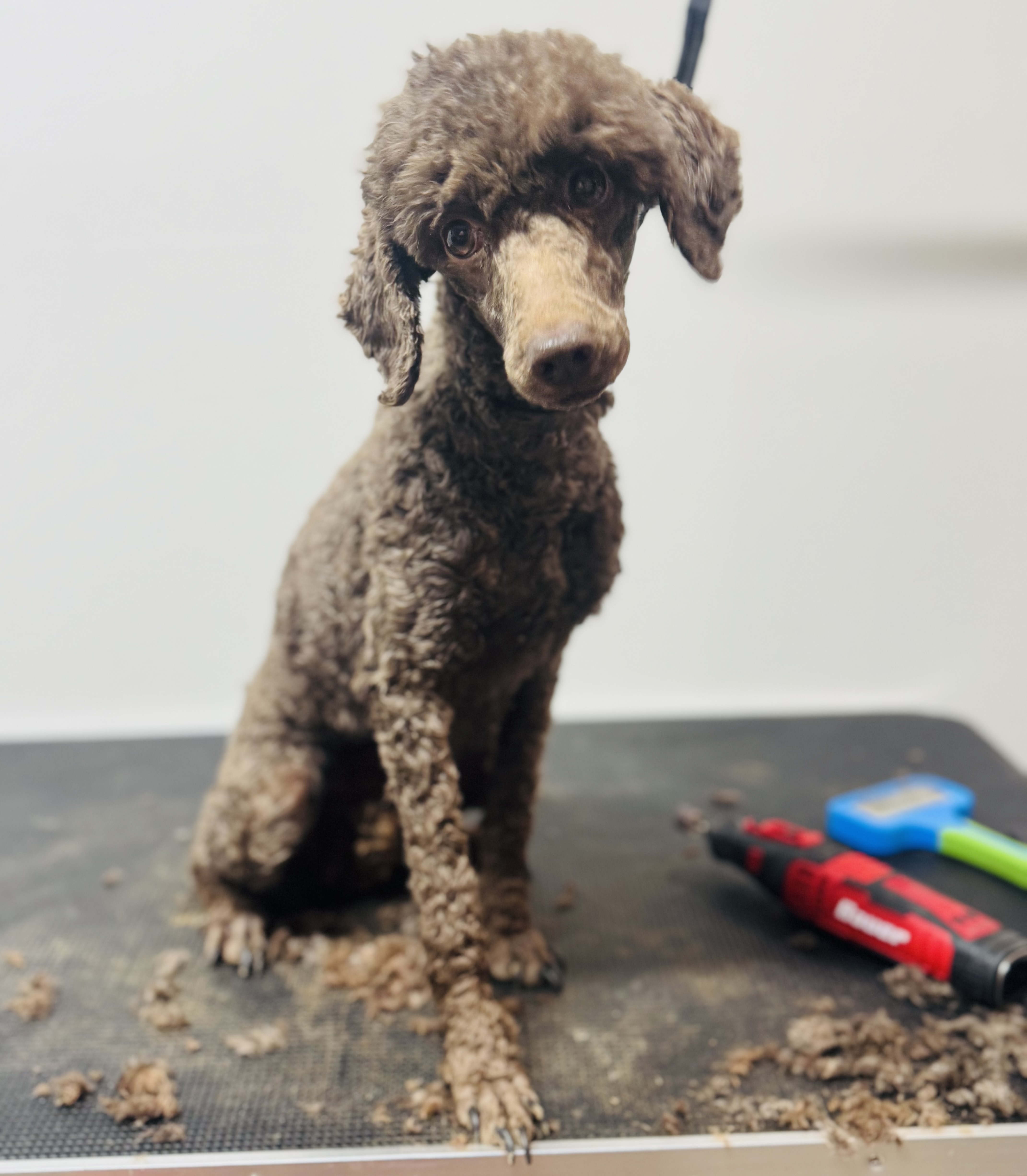 AKC female poodle image 1