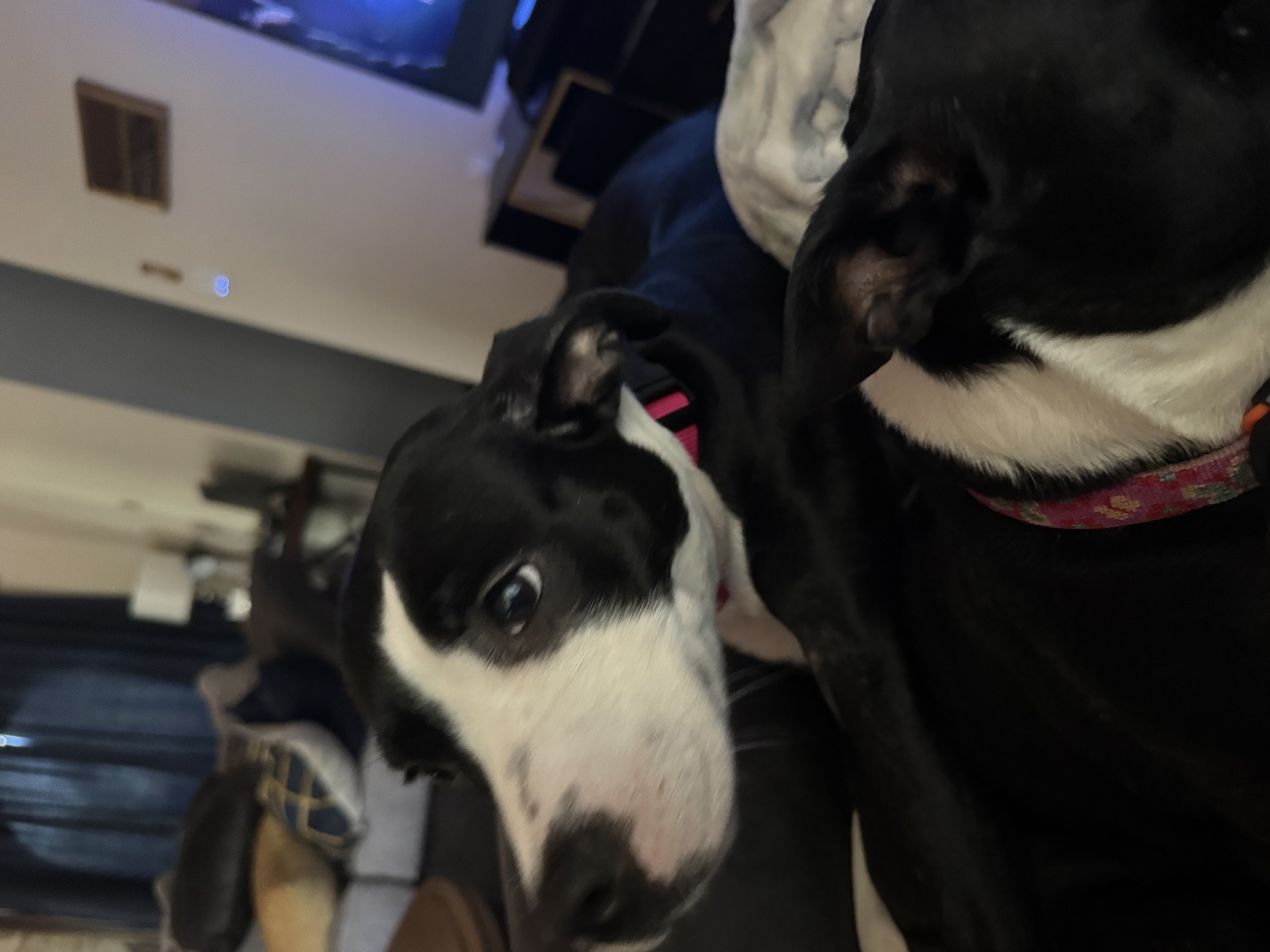 🐾 Meet Dana — Your New Best Friend! 🐾 image 2