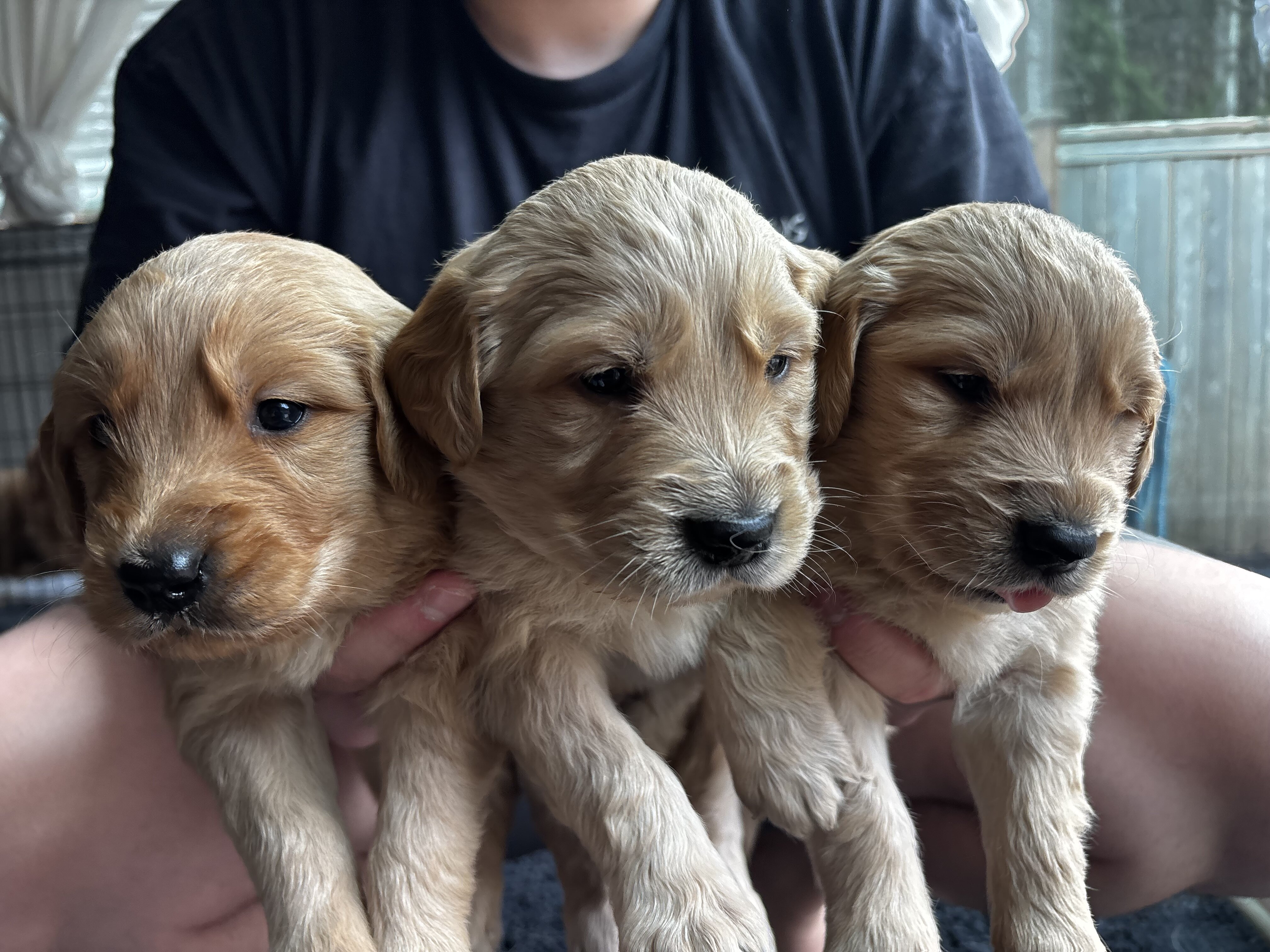 Full Golden Retriever Puppies image 2