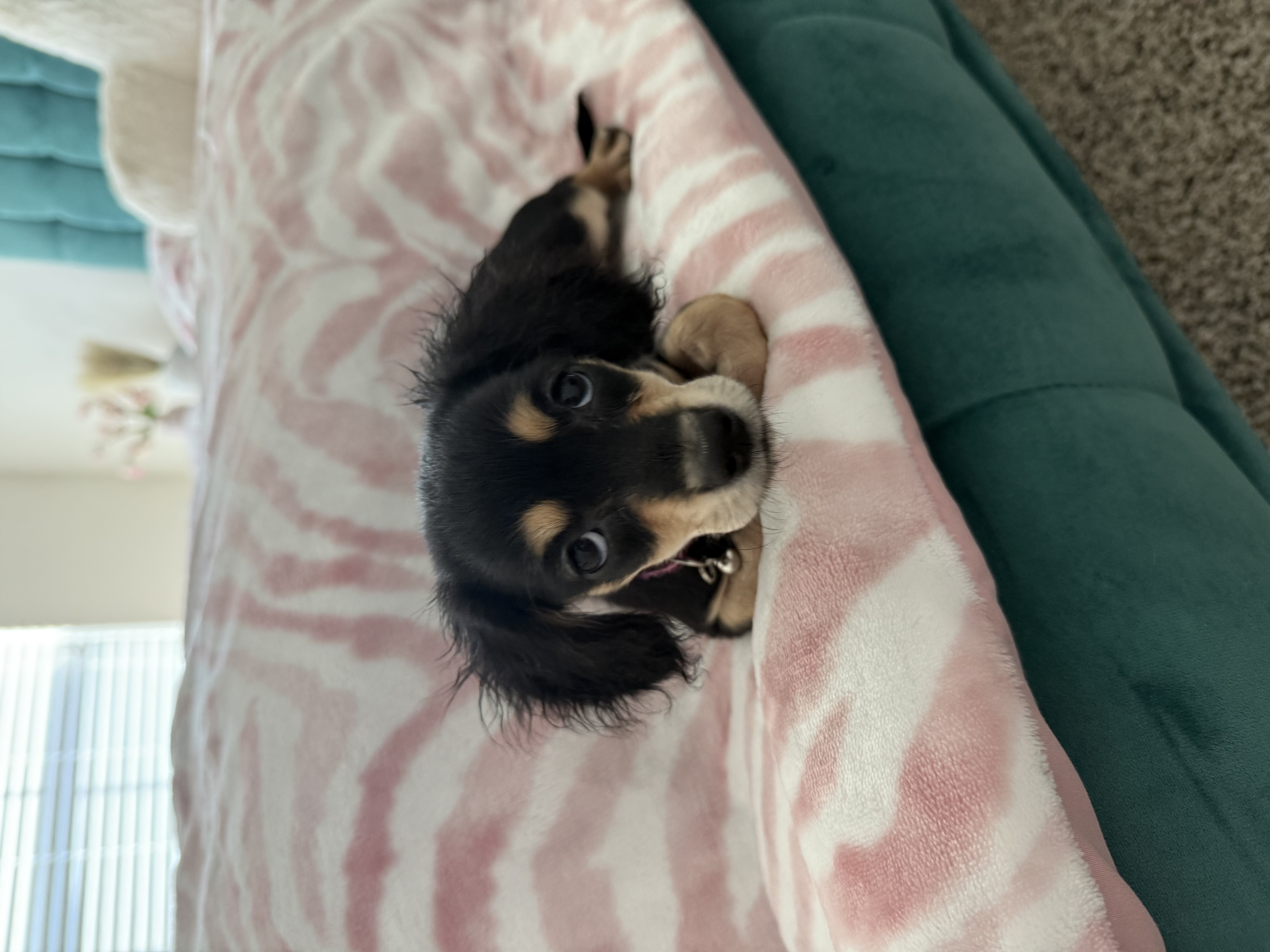 Miniature Long-Haired Dachsund Puppy for Adoption image 7
