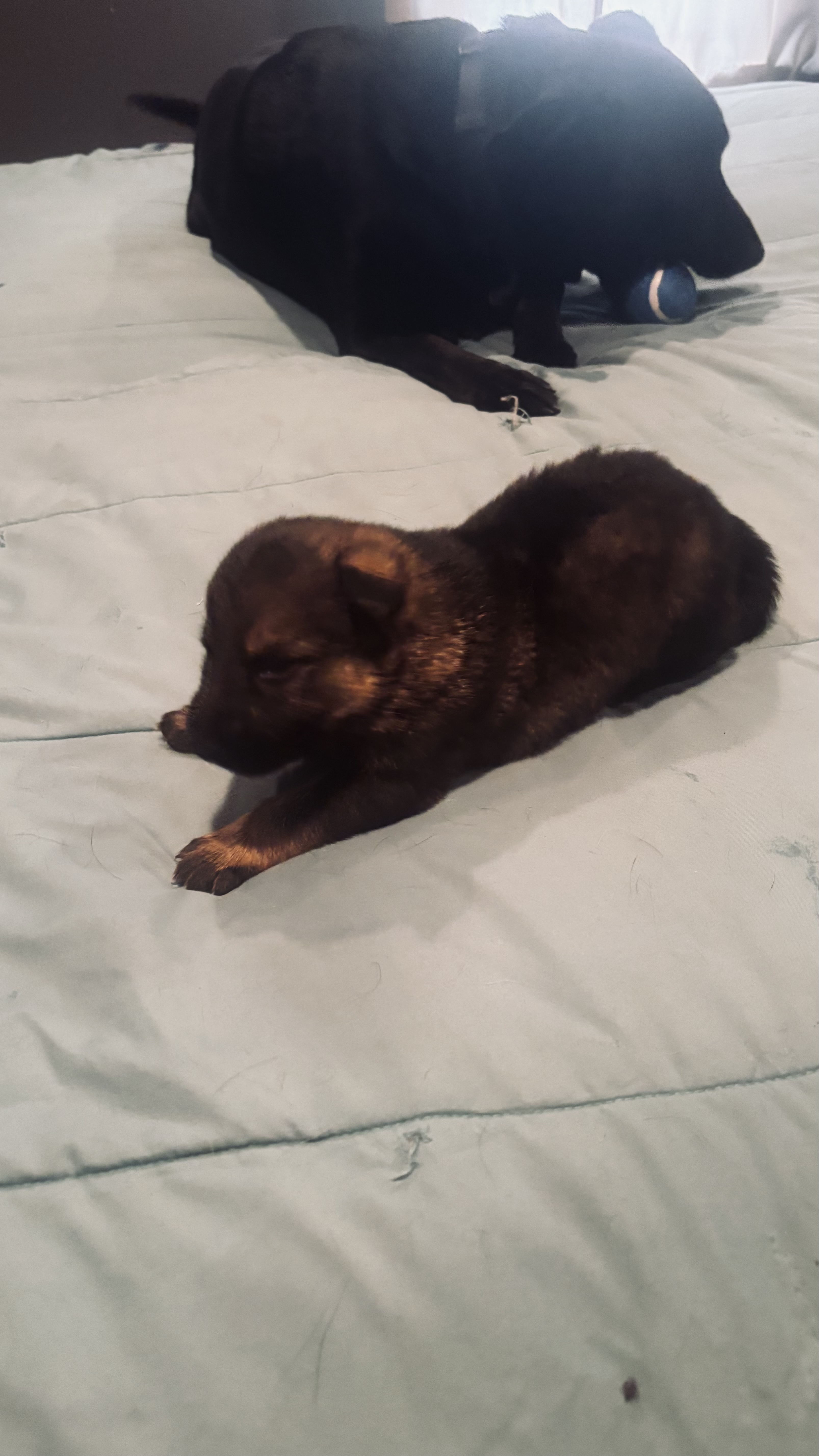 German shepherd puppies image 3