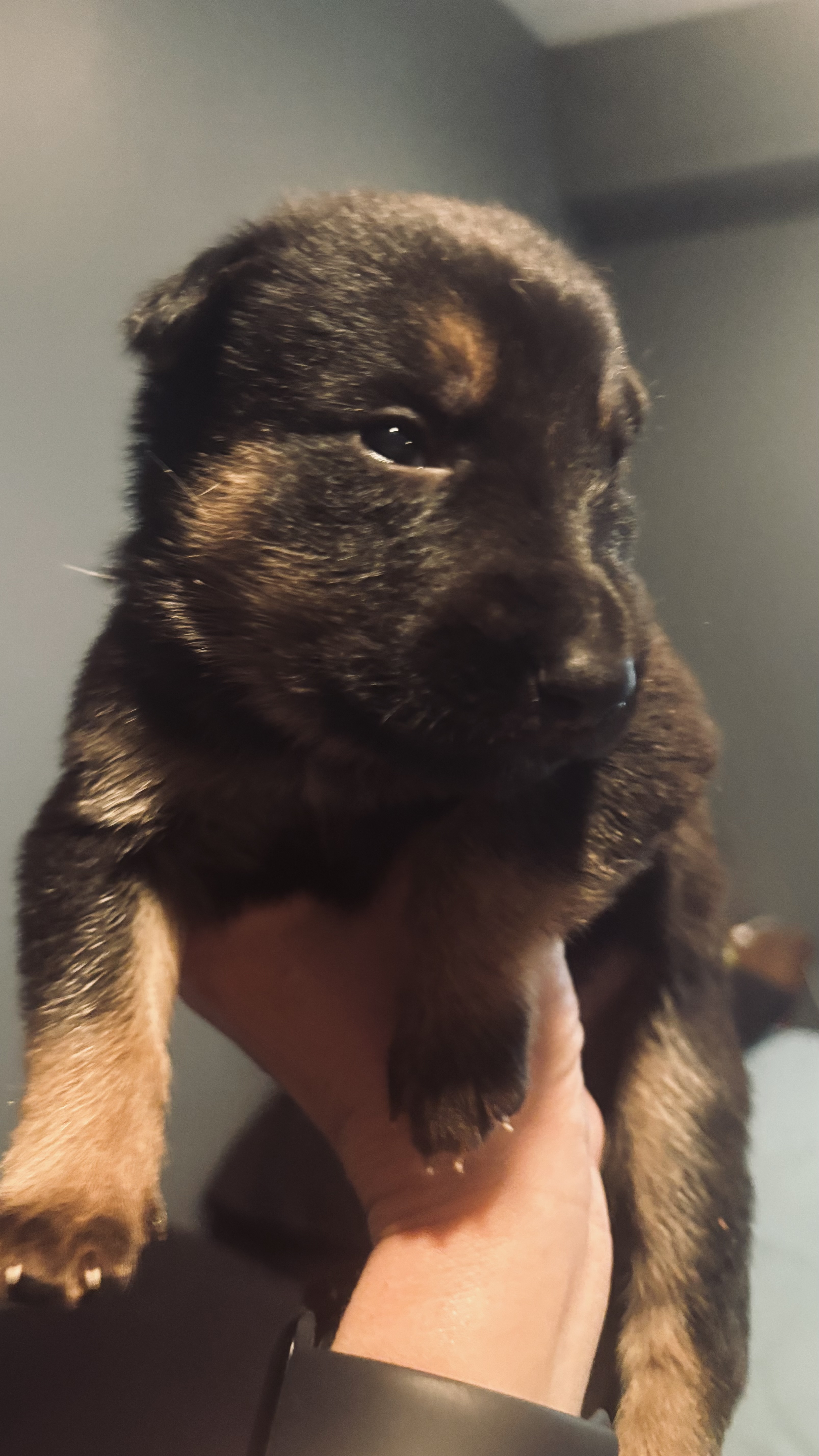 German shepherd puppies image 4