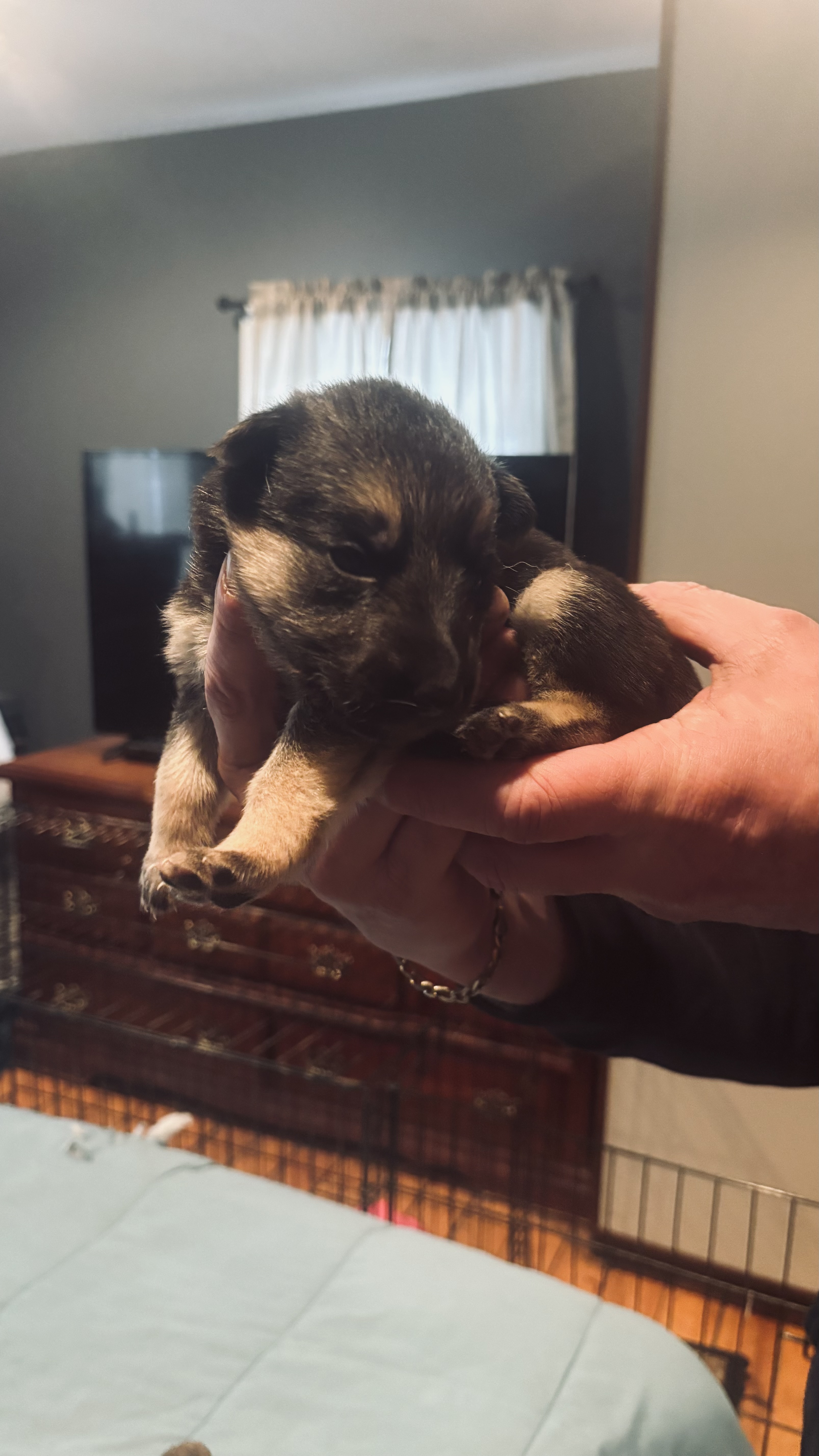German shepherd puppies image 1