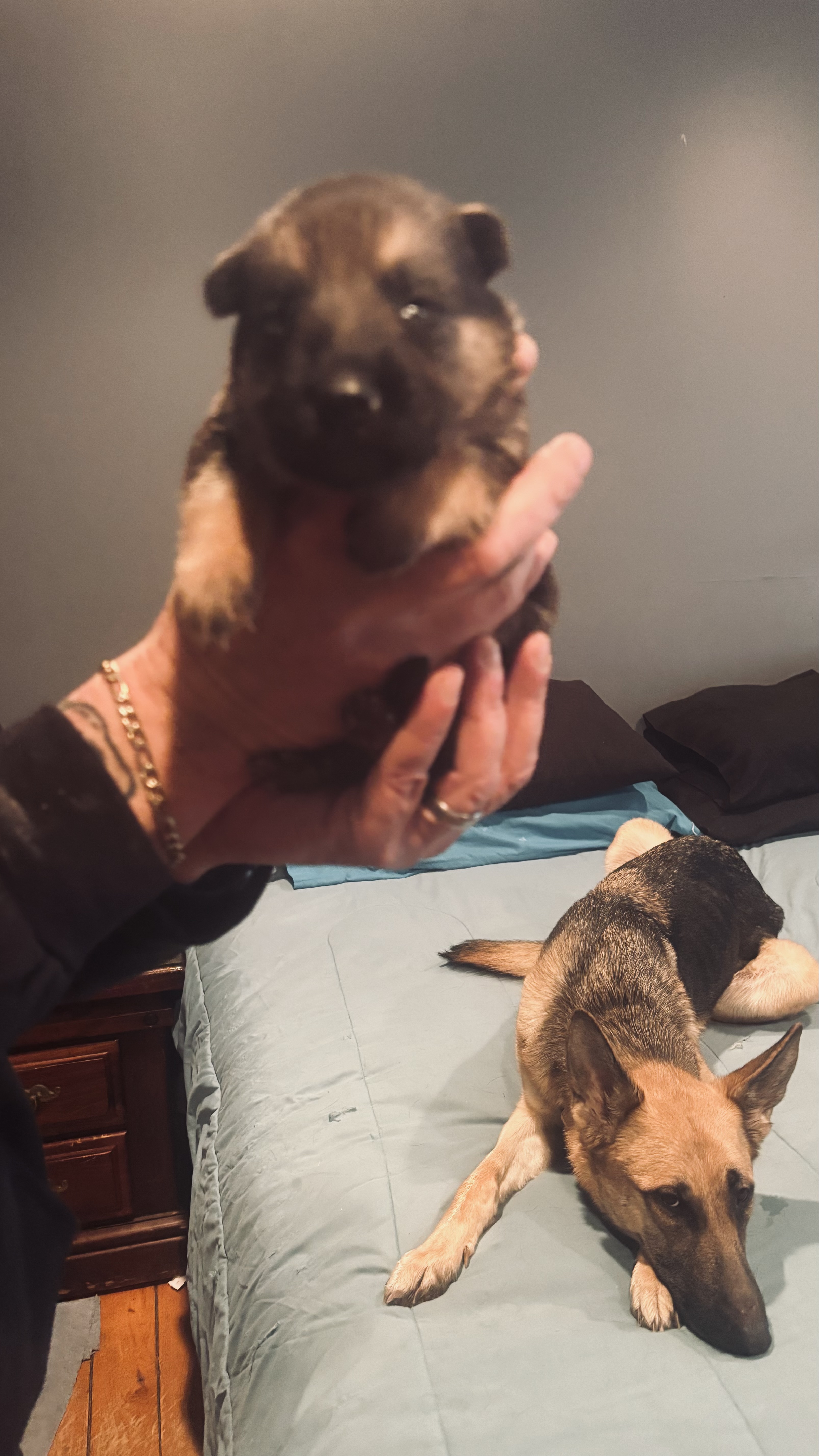 German shepherd puppies image 5
