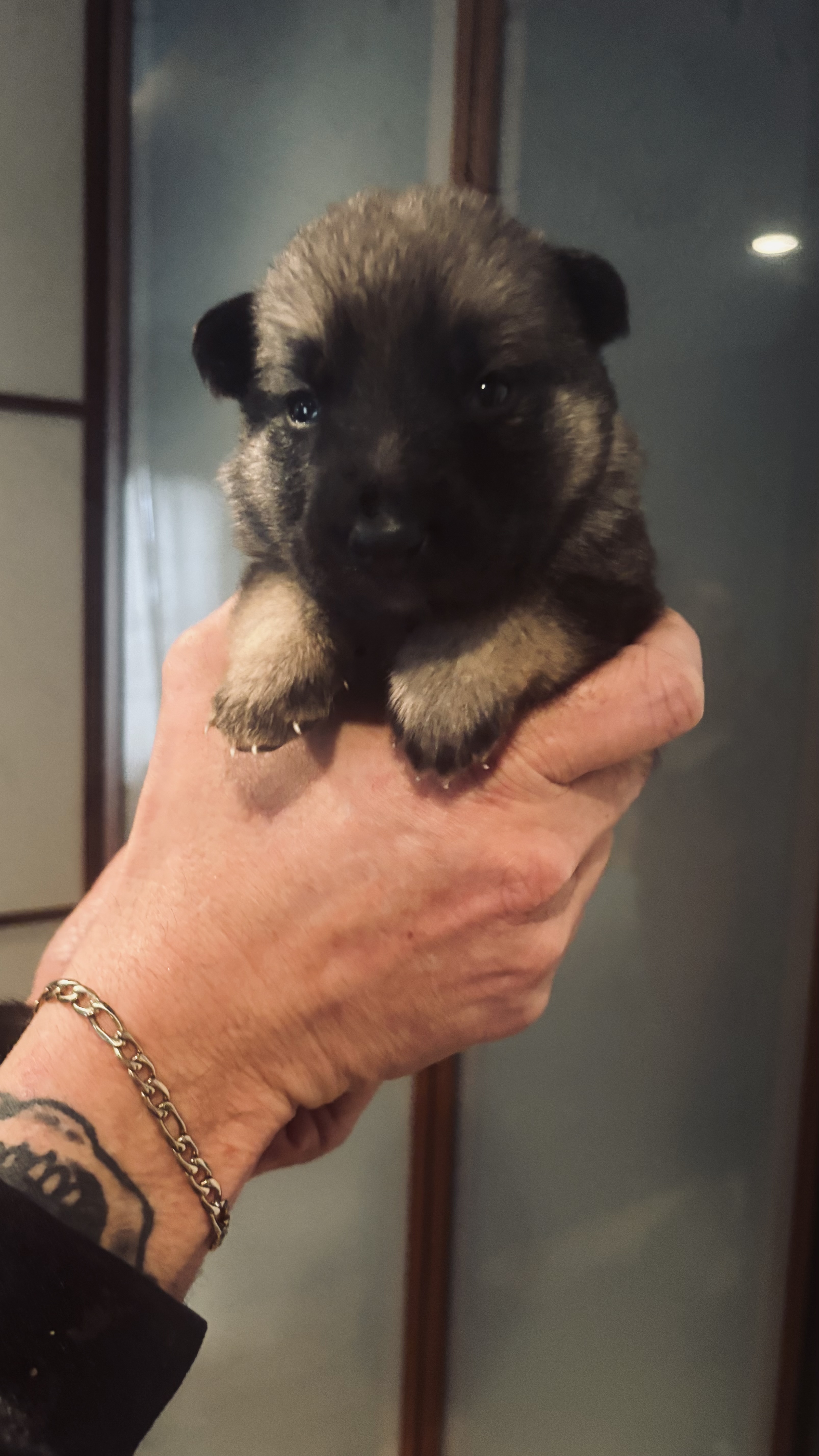 German shepherd puppies image 2