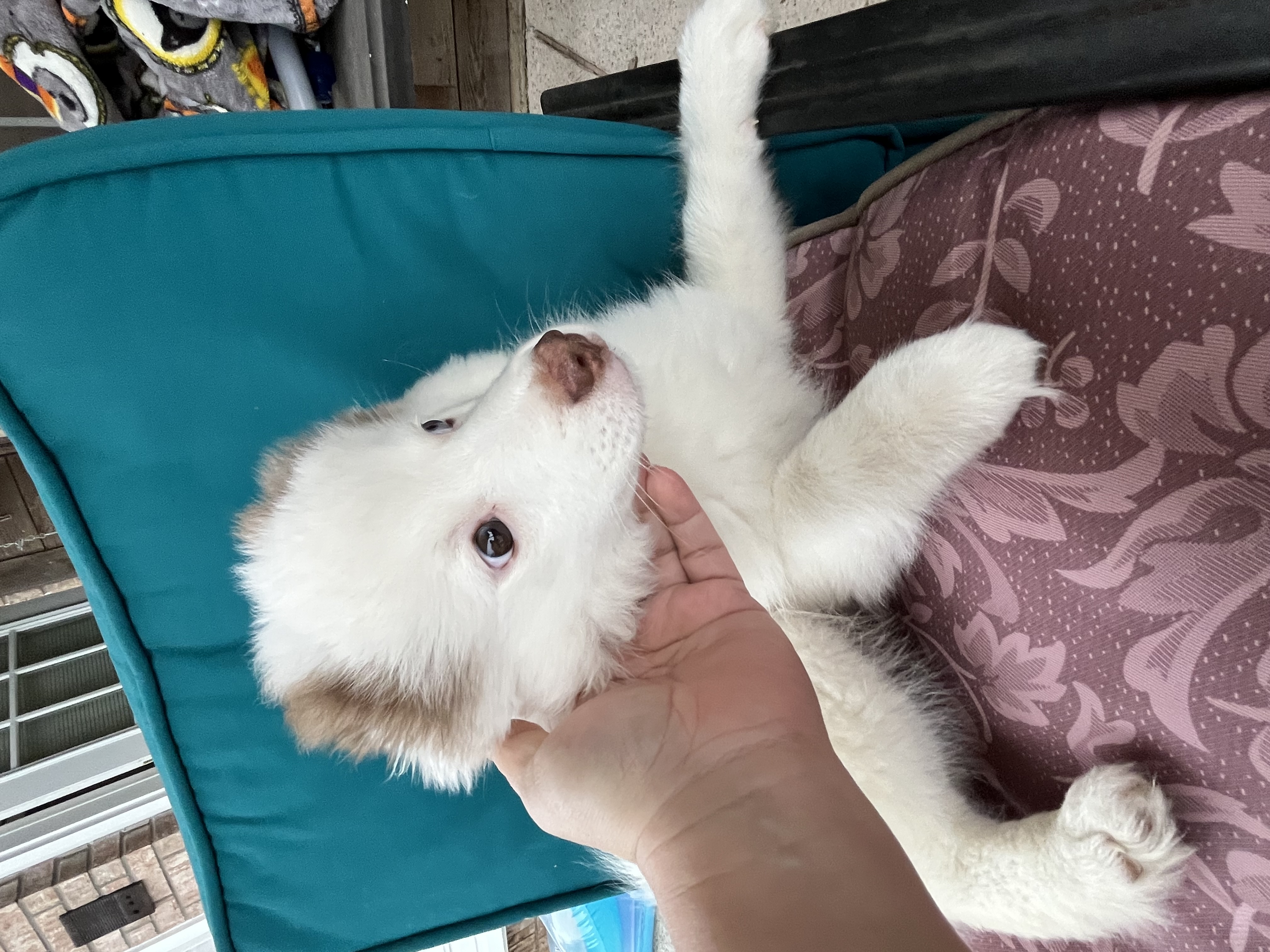 Pomeranian puppy for sale image 4