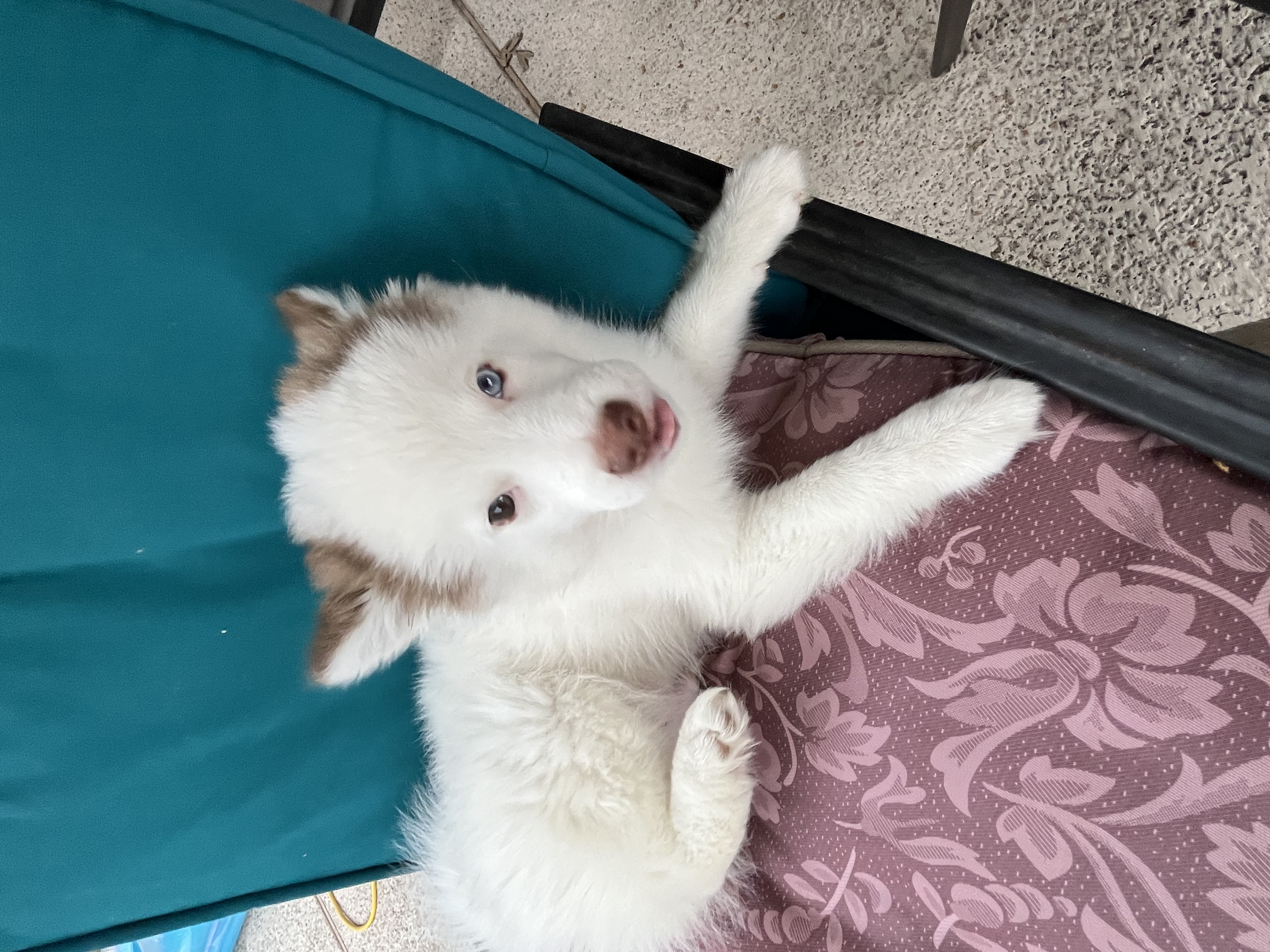 Pomeranian puppy for sale image 1
