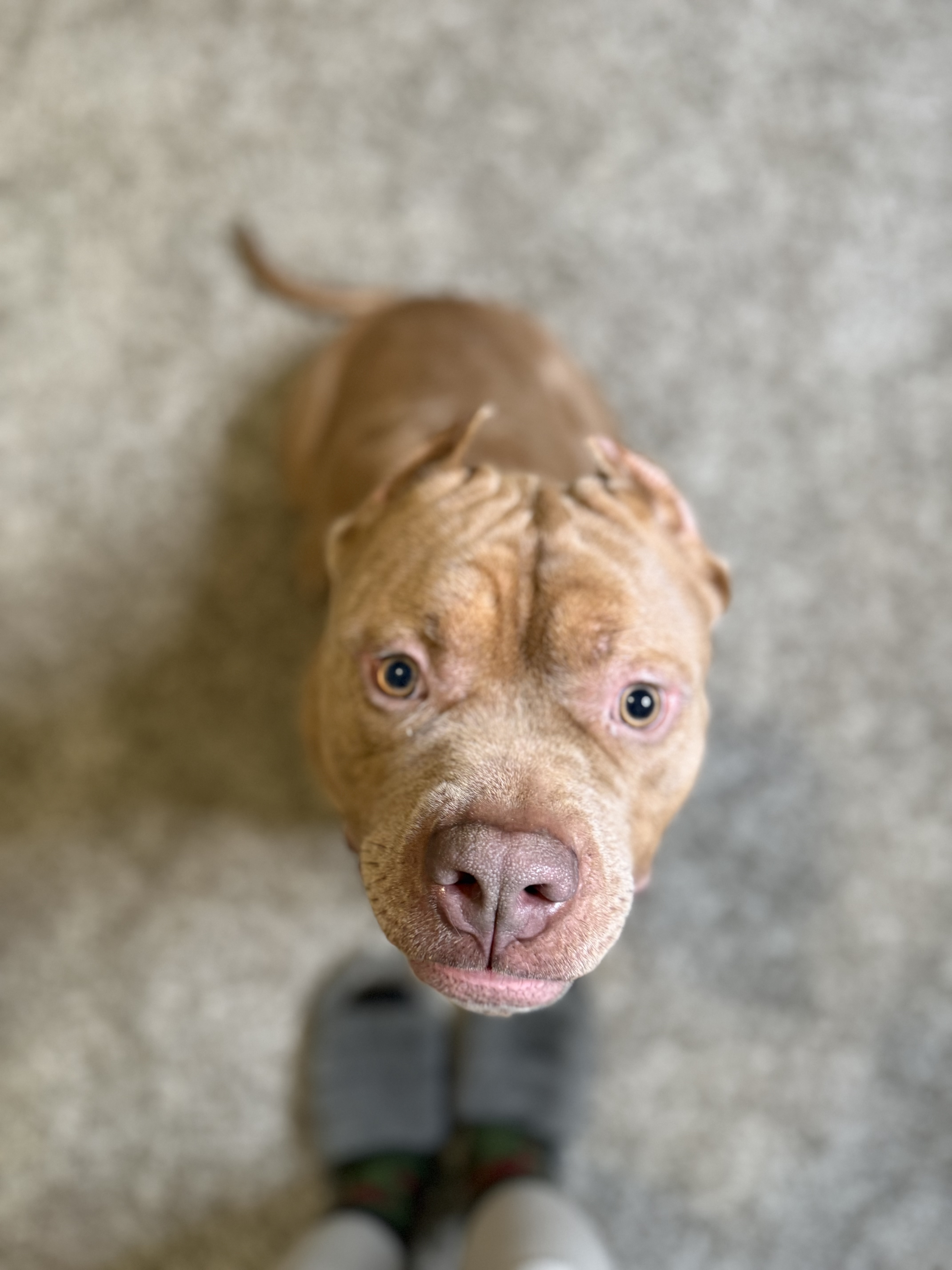 ABKC Registered Pocket American Bully Male – 2 Yea image 2