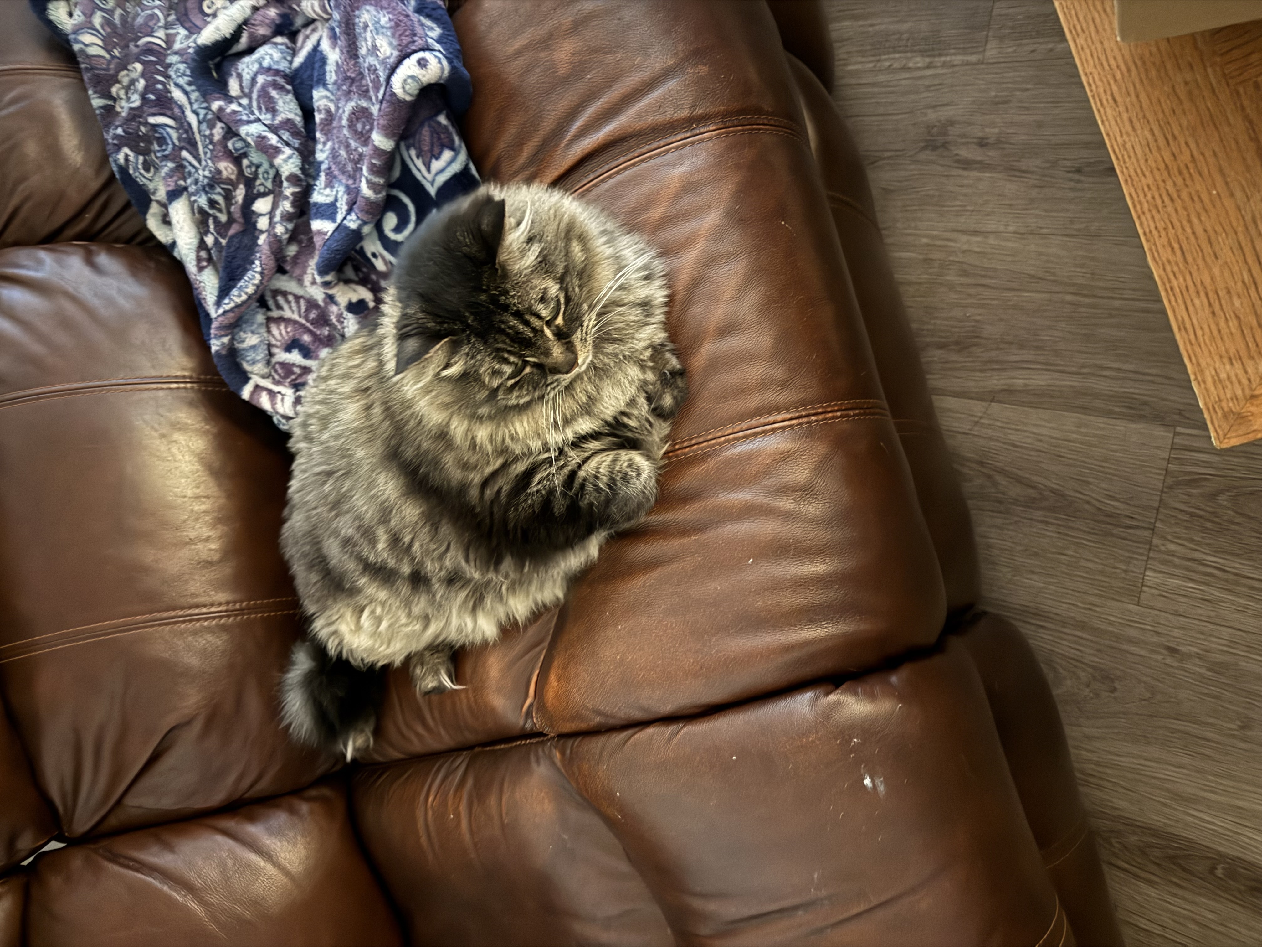 2 indoor female Cats image 1