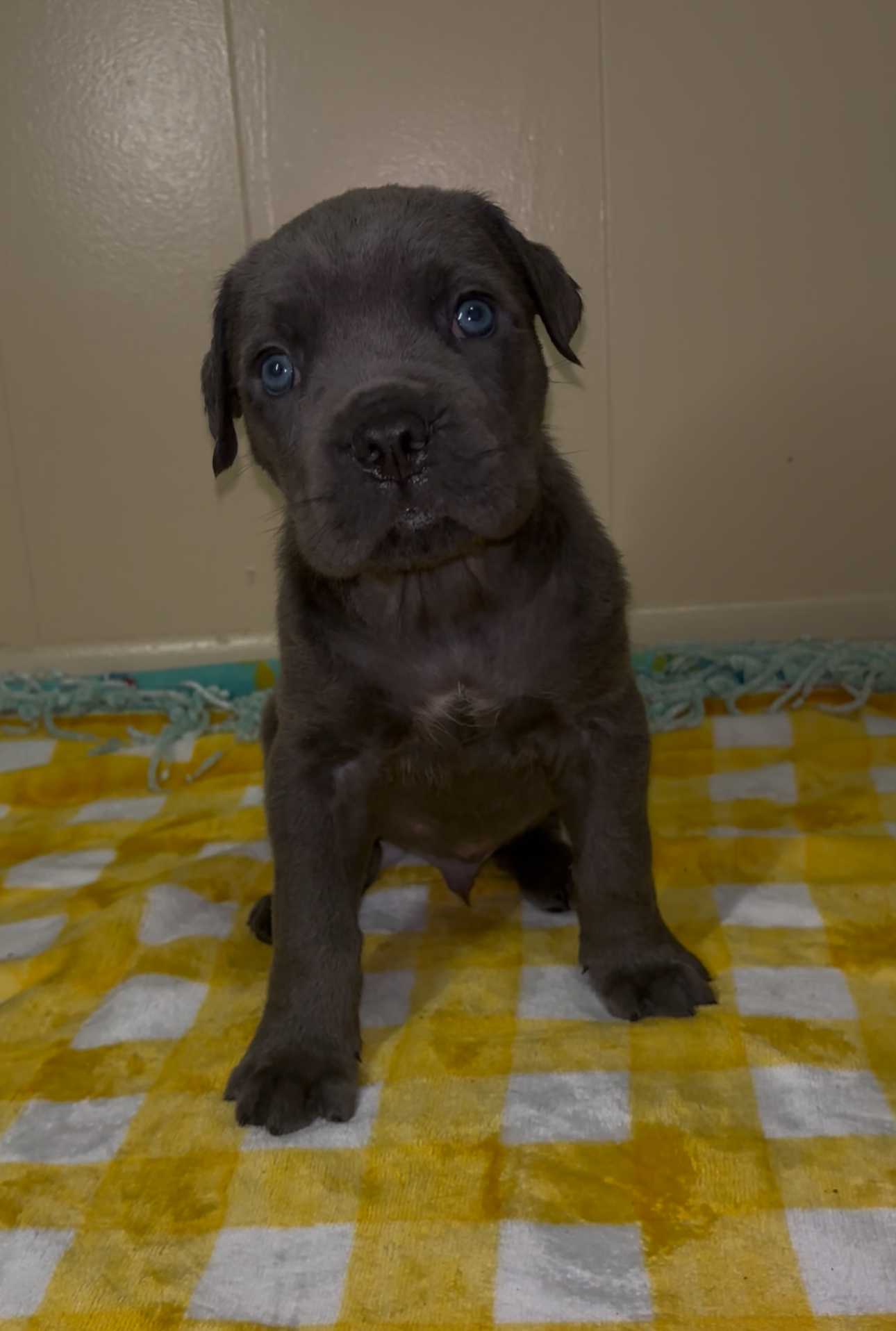 ICCF REGISTERED CANE CORSOS image 6