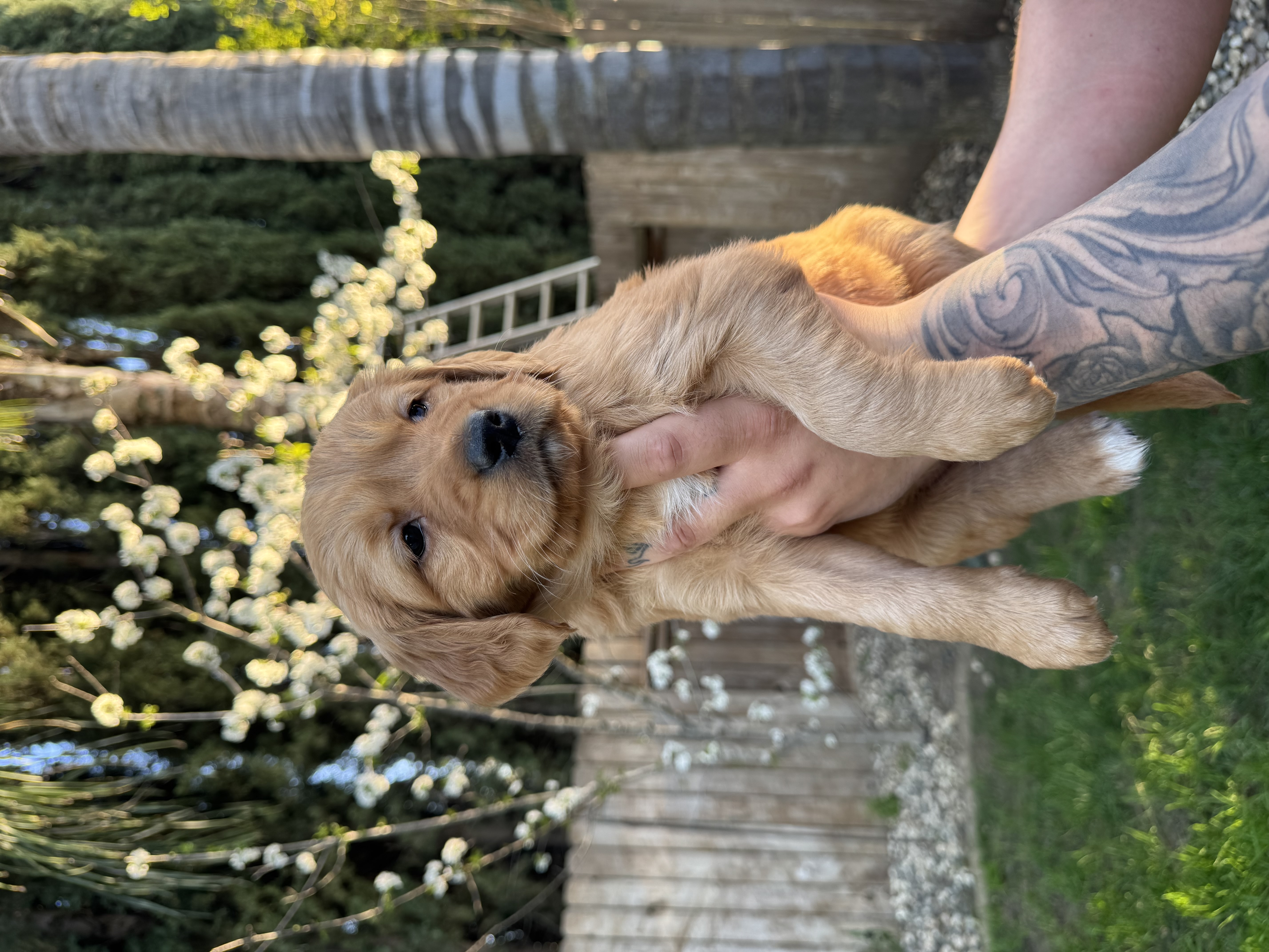 Golden Retriever Puppies for Sale image 1