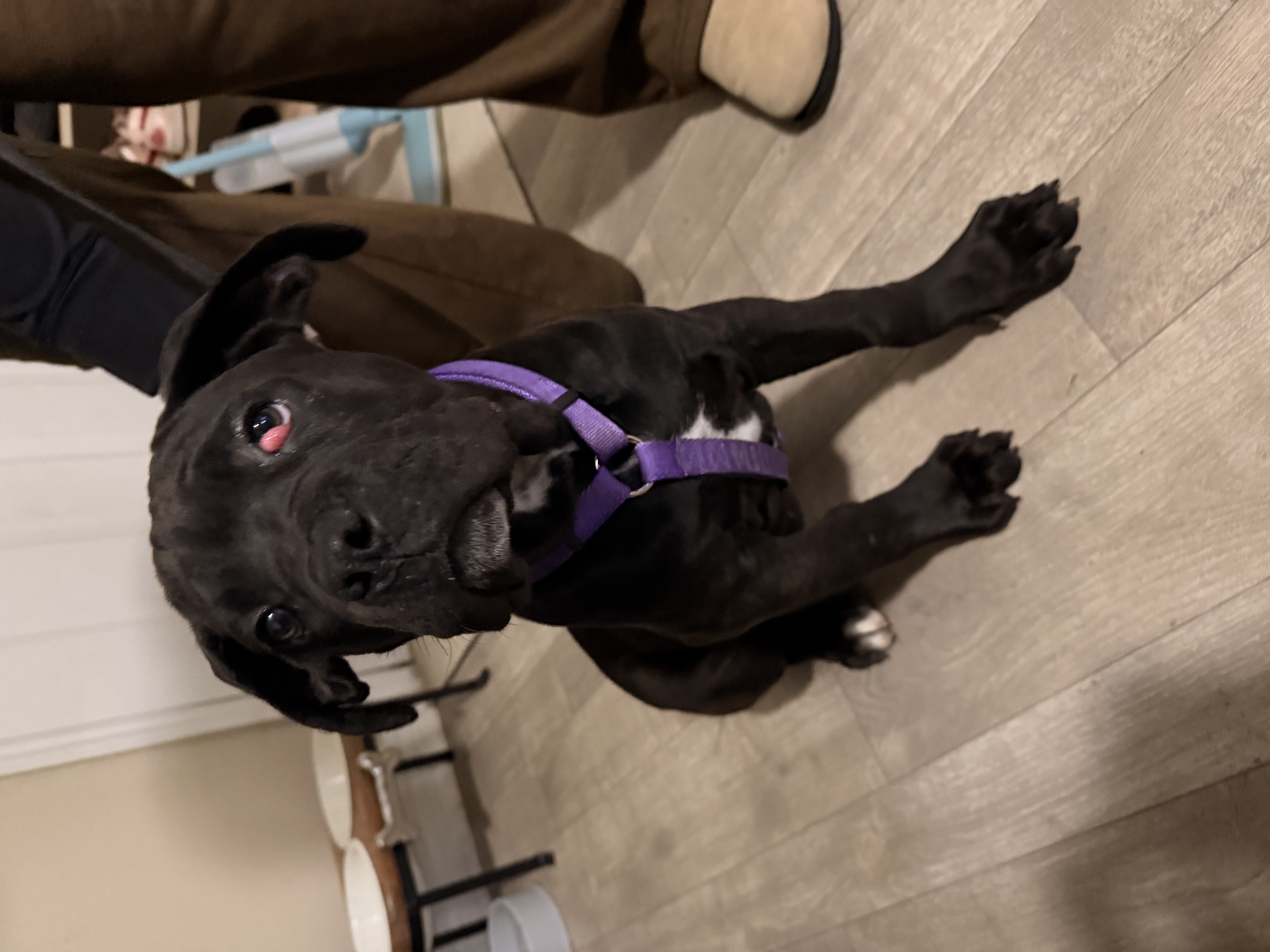 Cane Corso (F) 6months Insurance included image 6