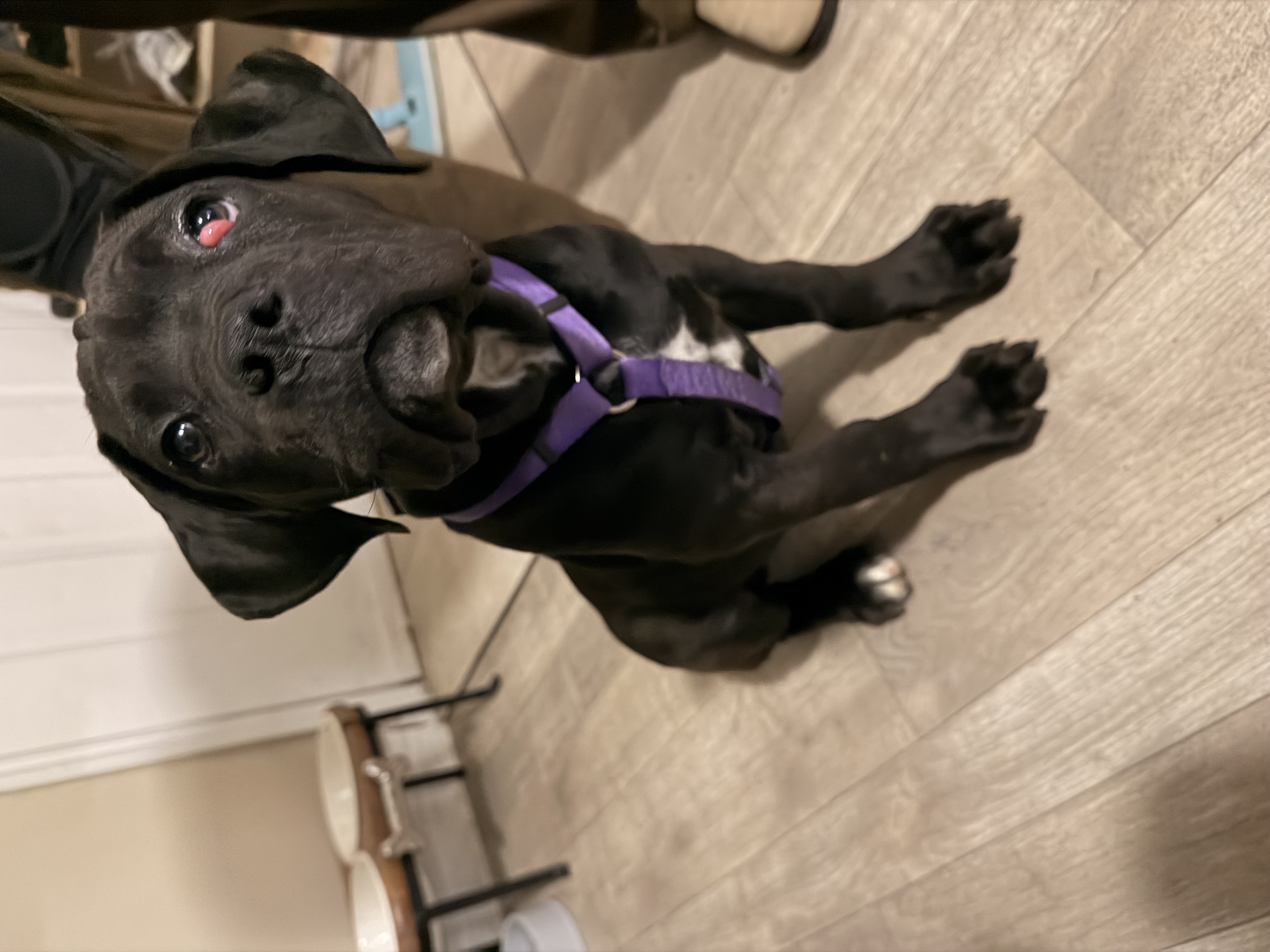 Cane Corso (F) 6months Insurance included image 5