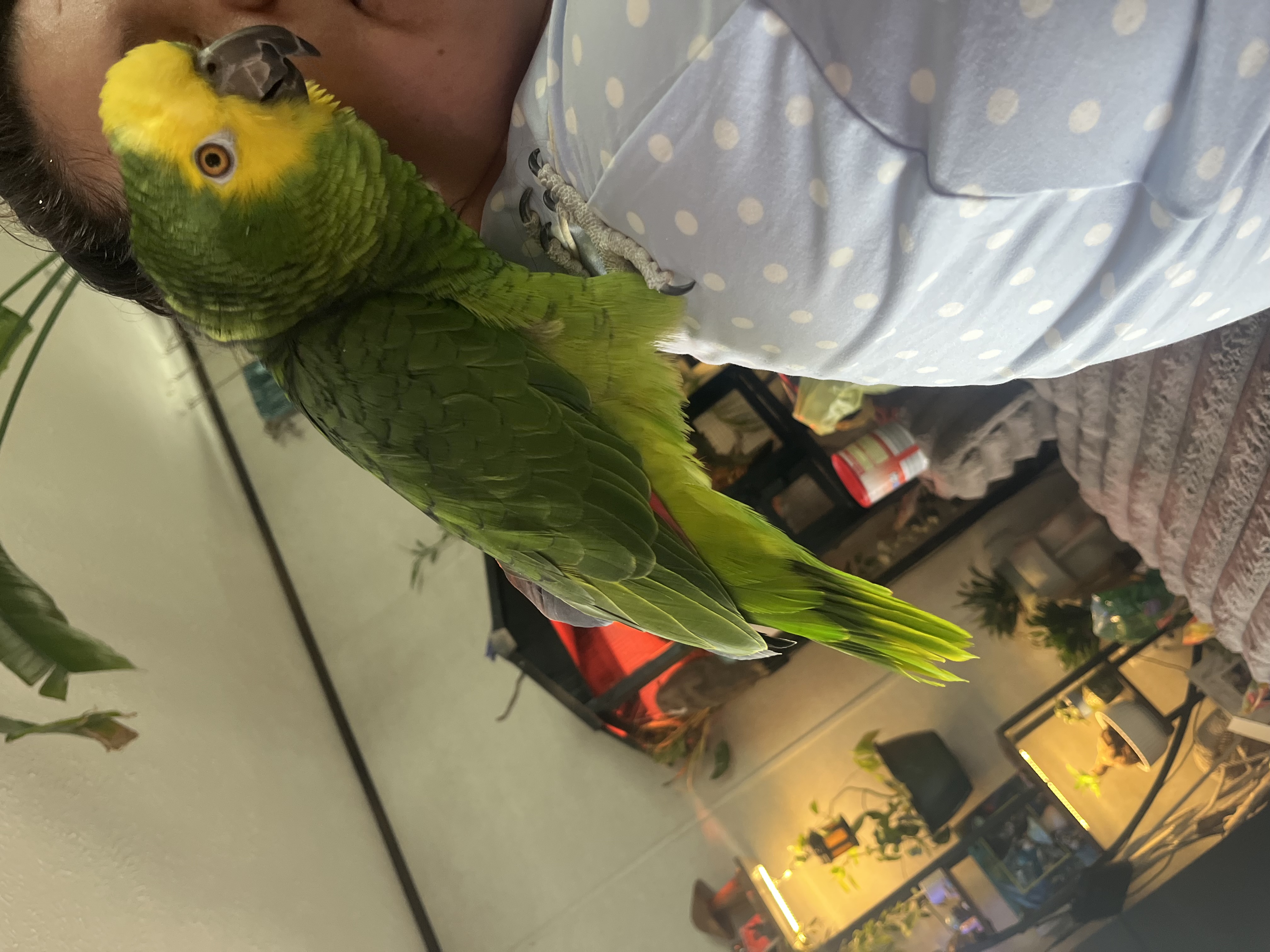 Amazon parrot image 3
