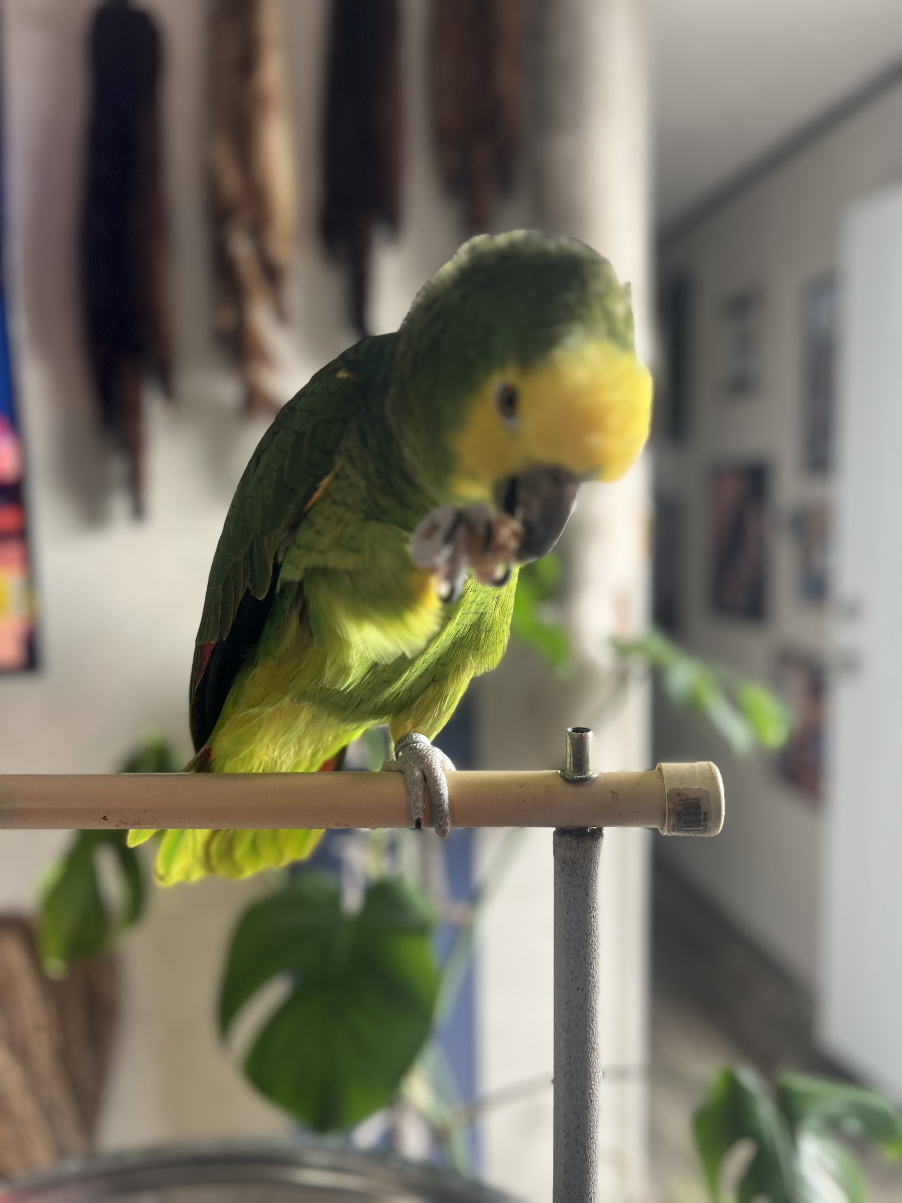 Amazon parrot image 1