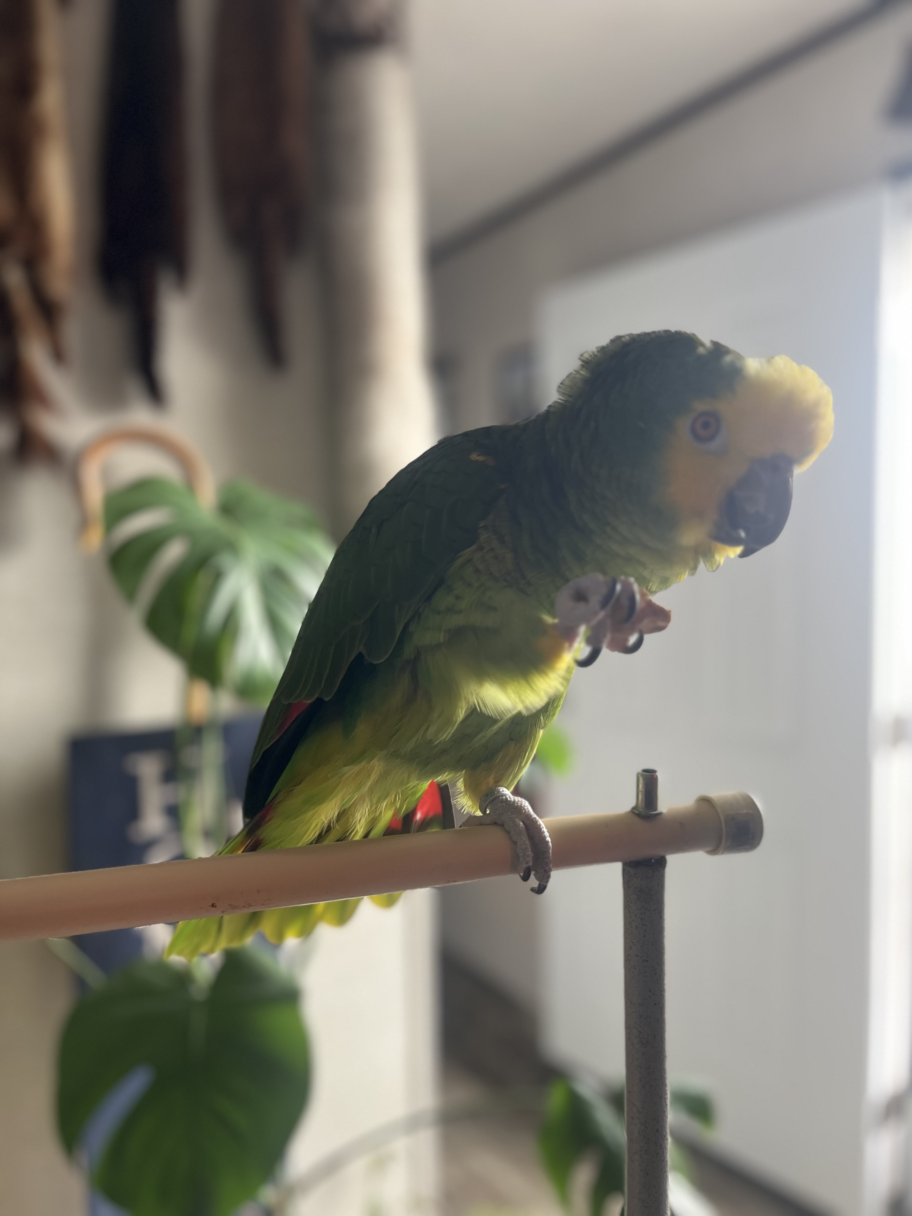 Amazon parrot image 2