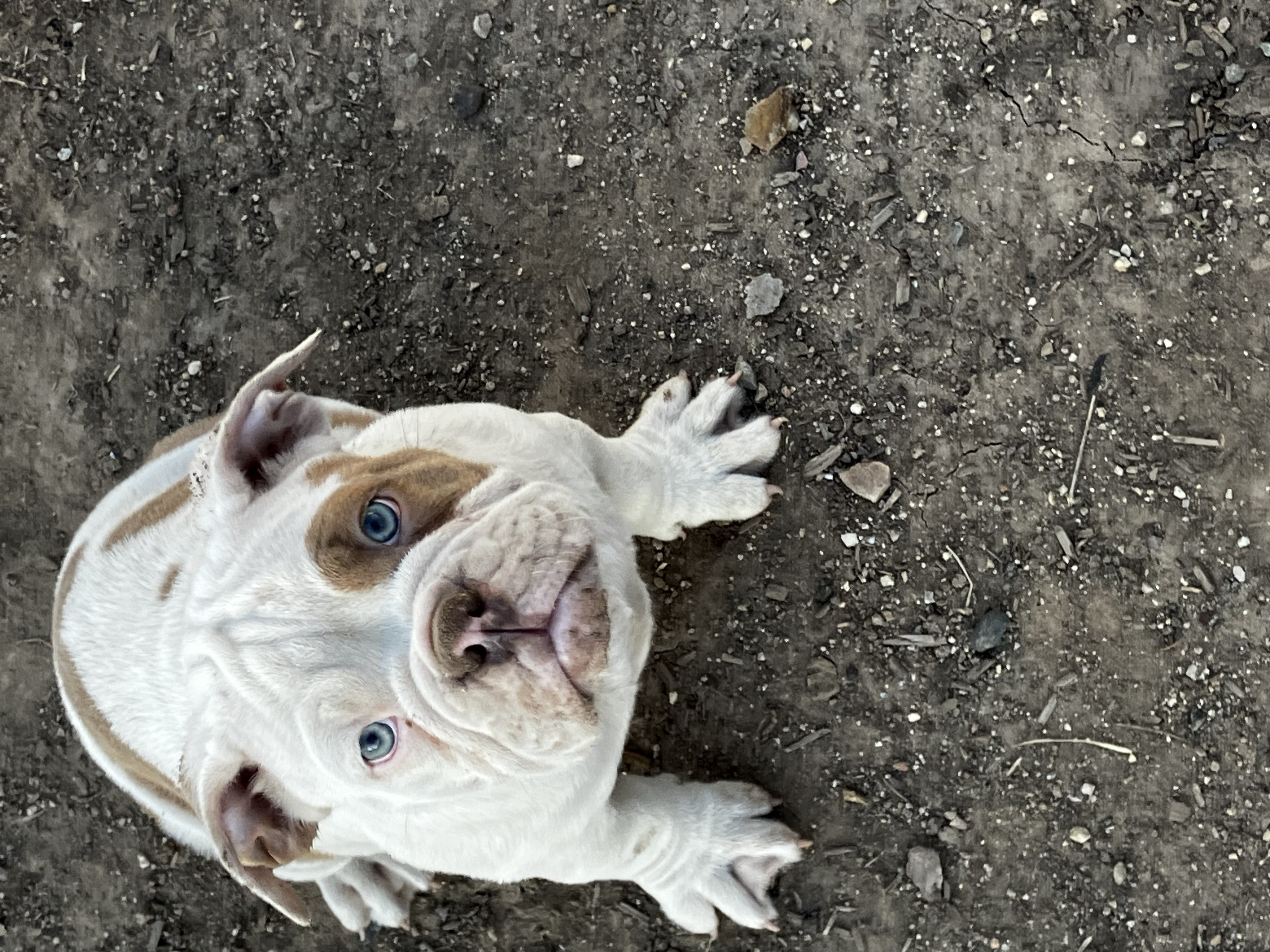 Olde English Bulldogge image 3