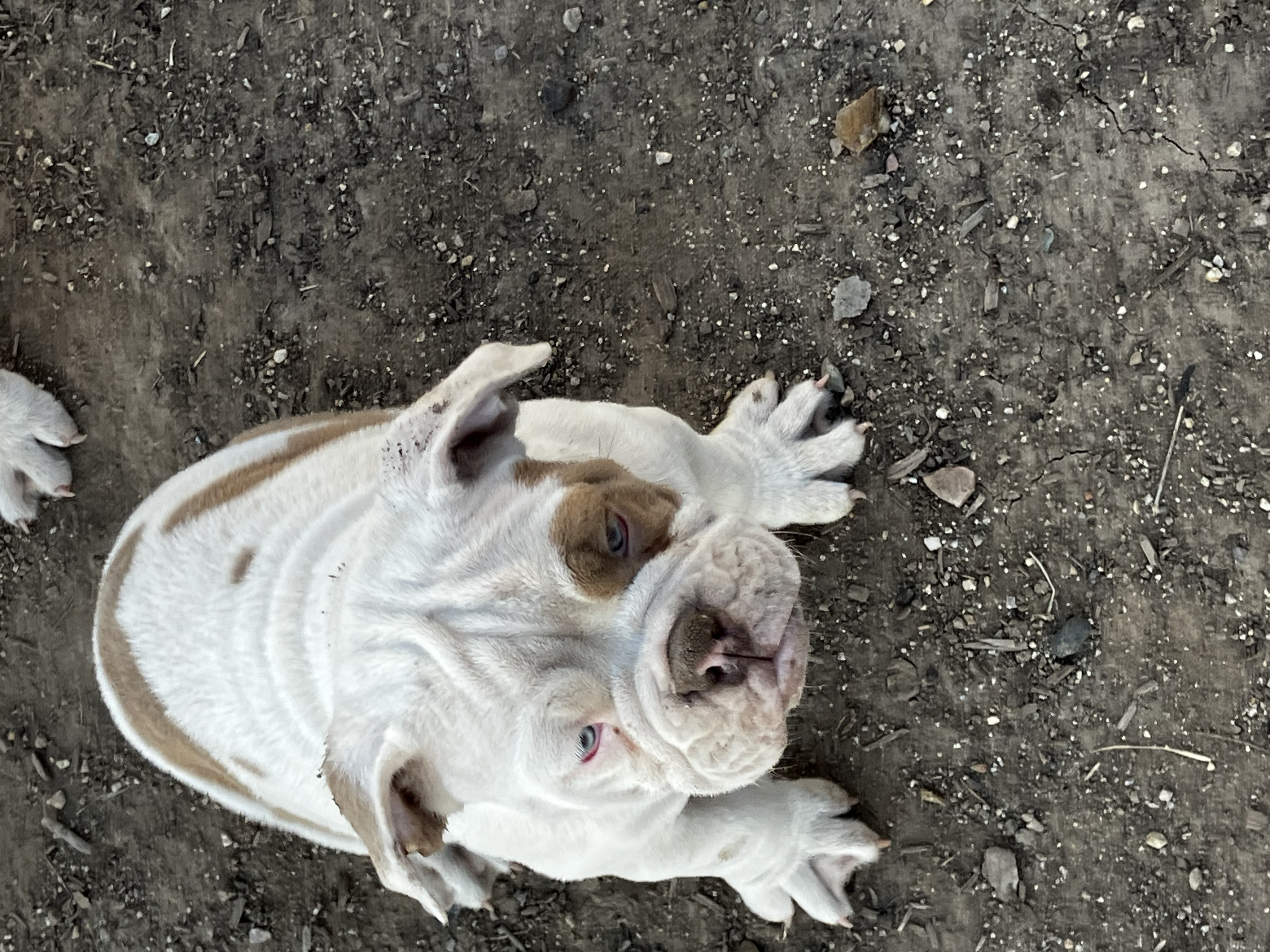 Olde English Bulldogge image 4