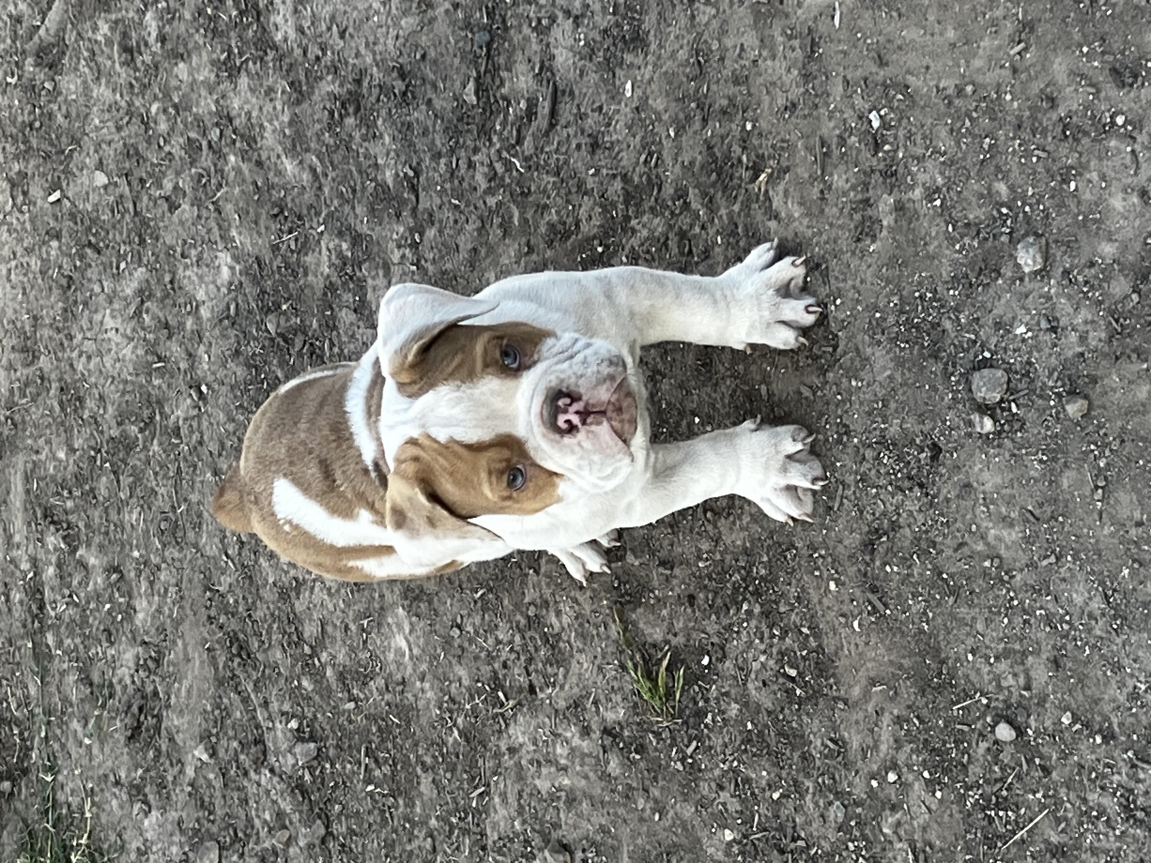 Olde English Bulldogge image 1