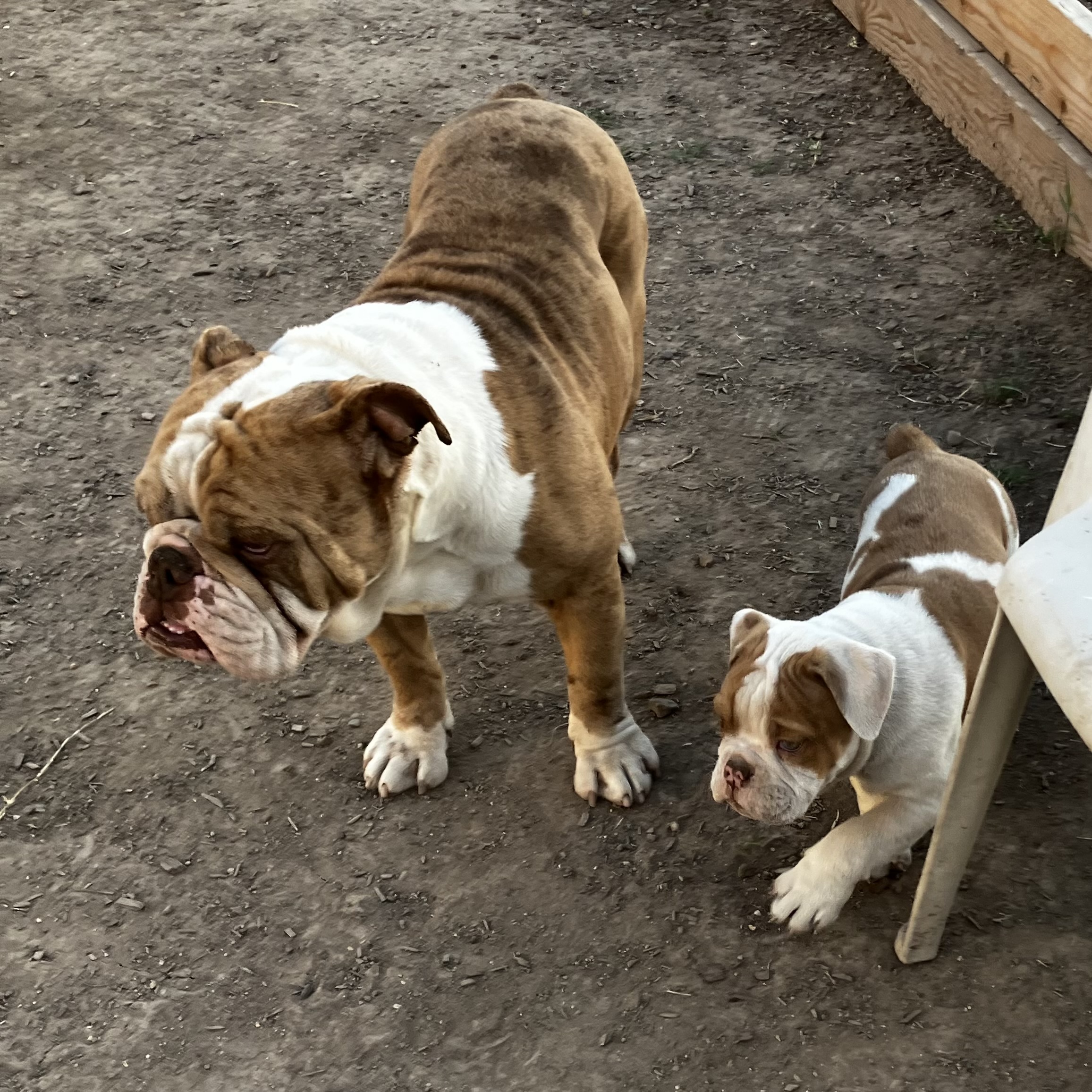 Olde English Bulldogge image 2