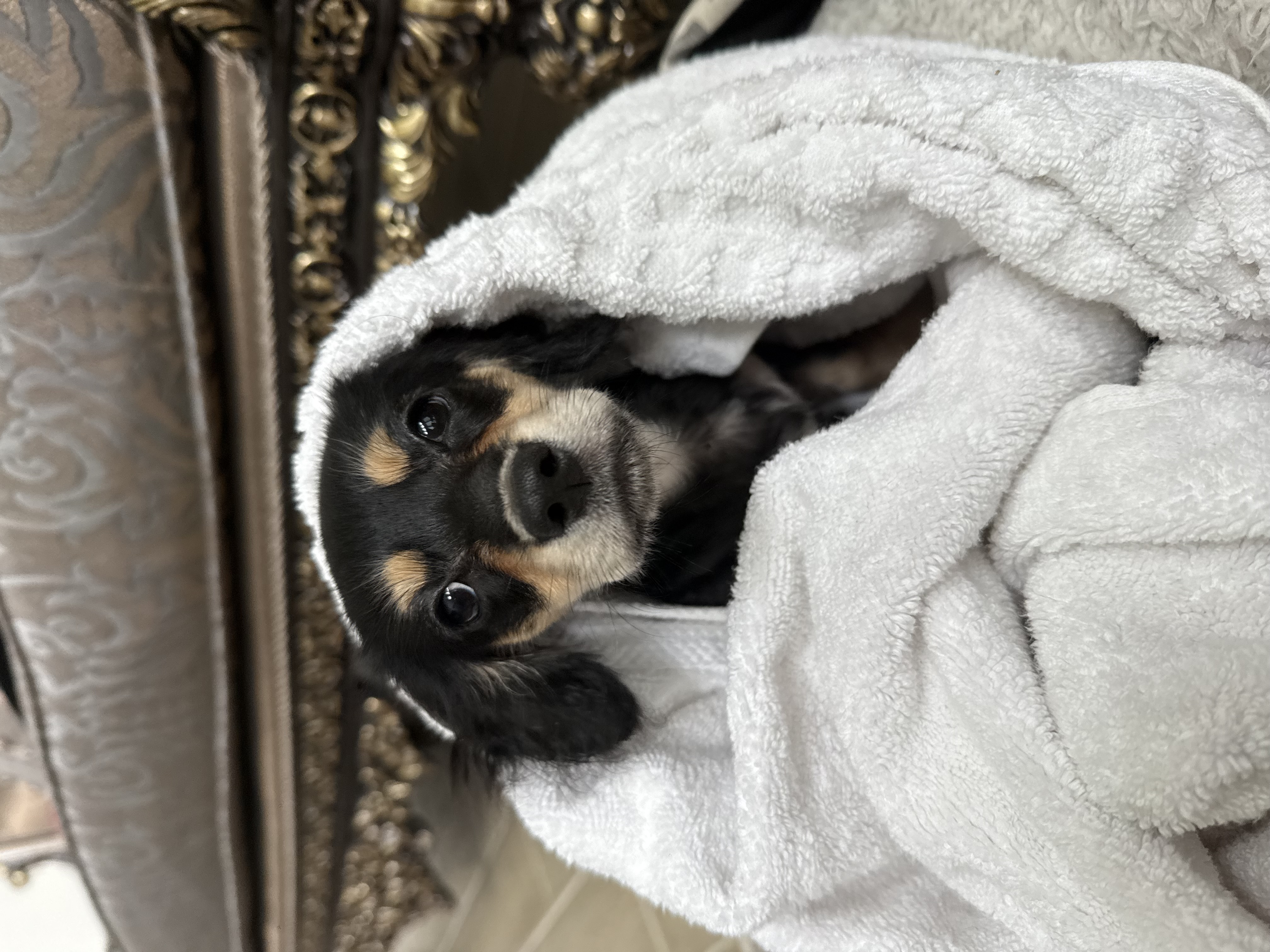 Miniature Long-Haired Dachsund Puppy for Adoption image 6