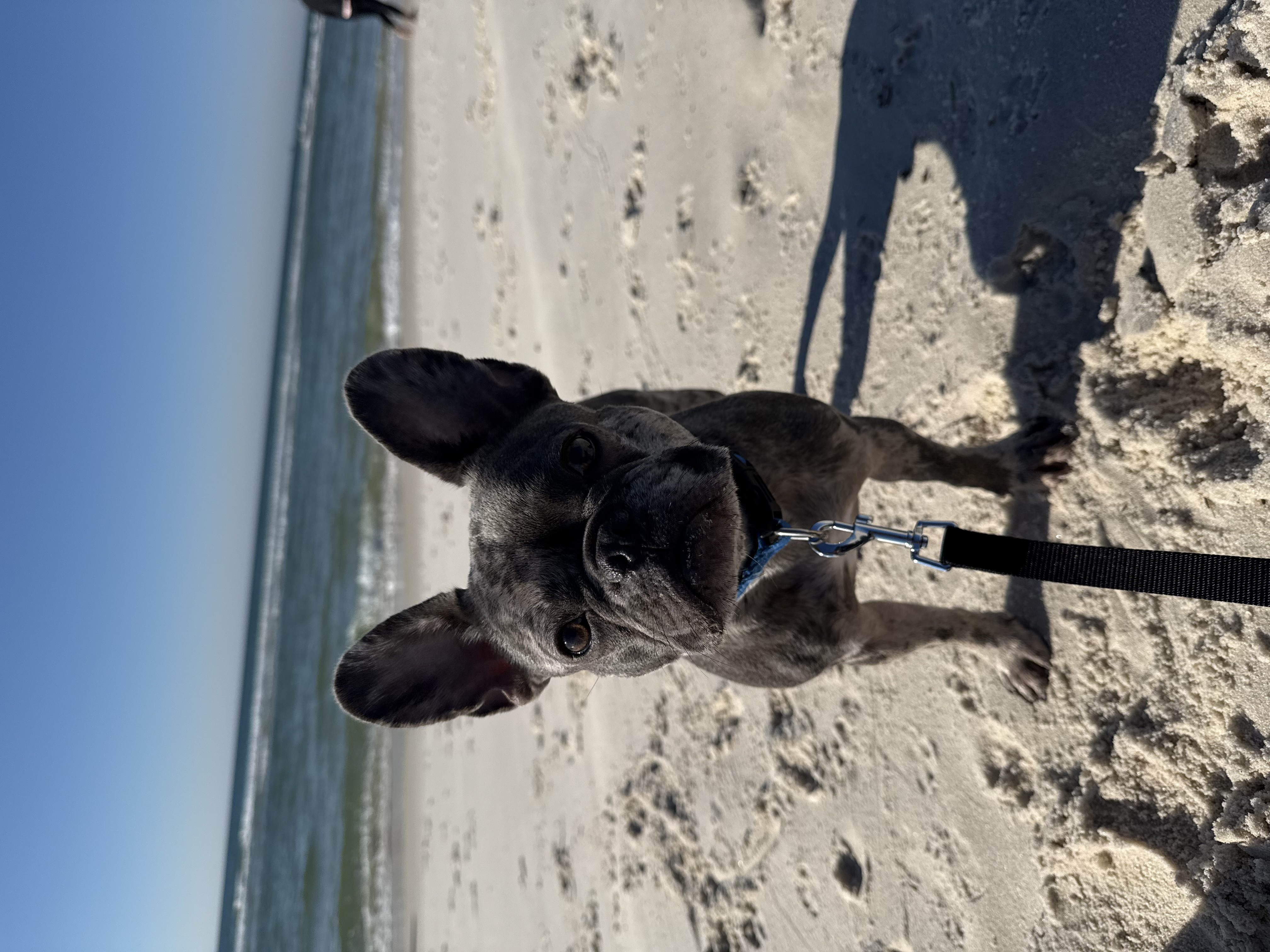 2 yo, Male, French Bulldog image 3