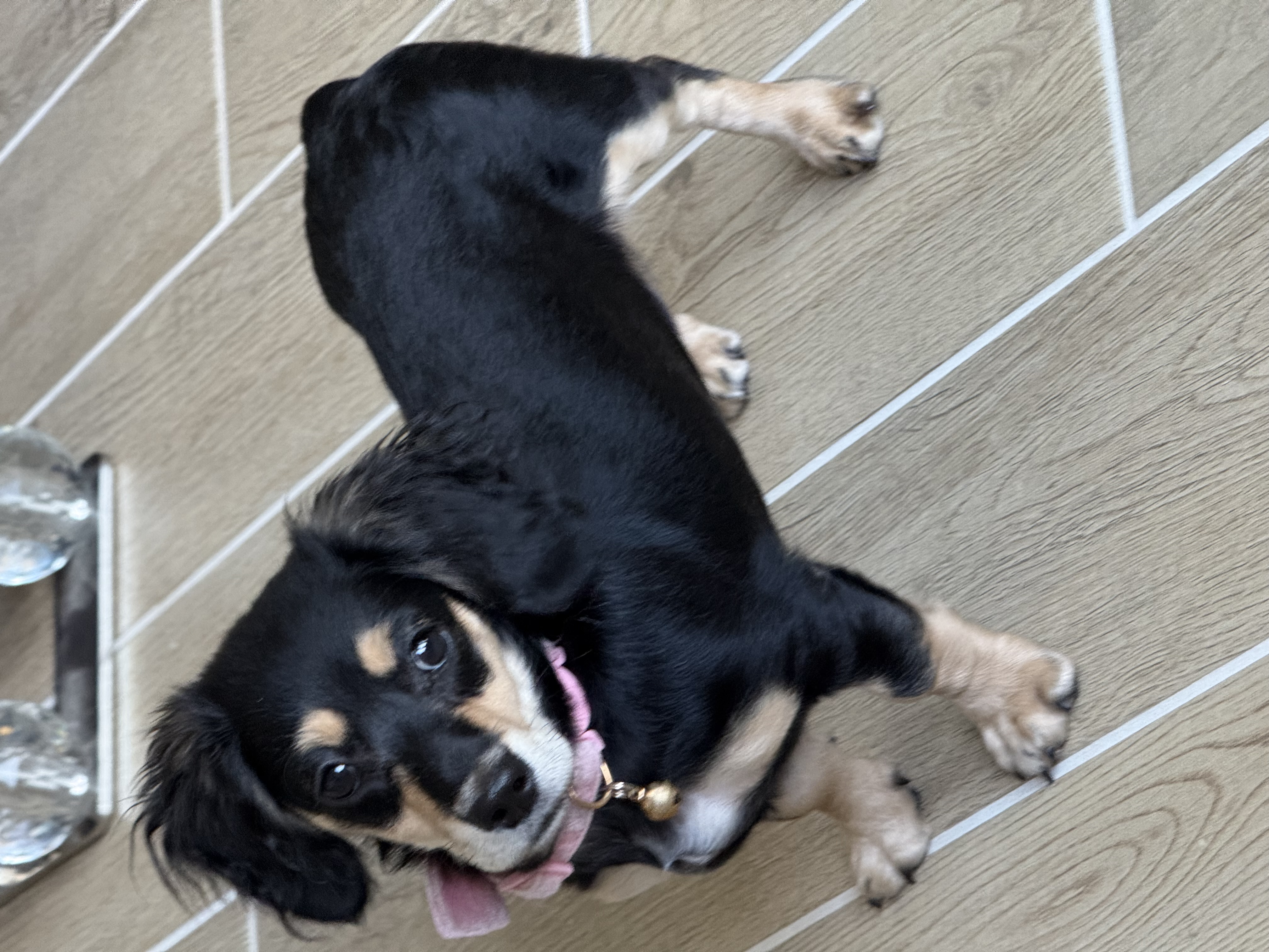 Miniature Long-Haired Dachsund Puppy for Adoption image 3