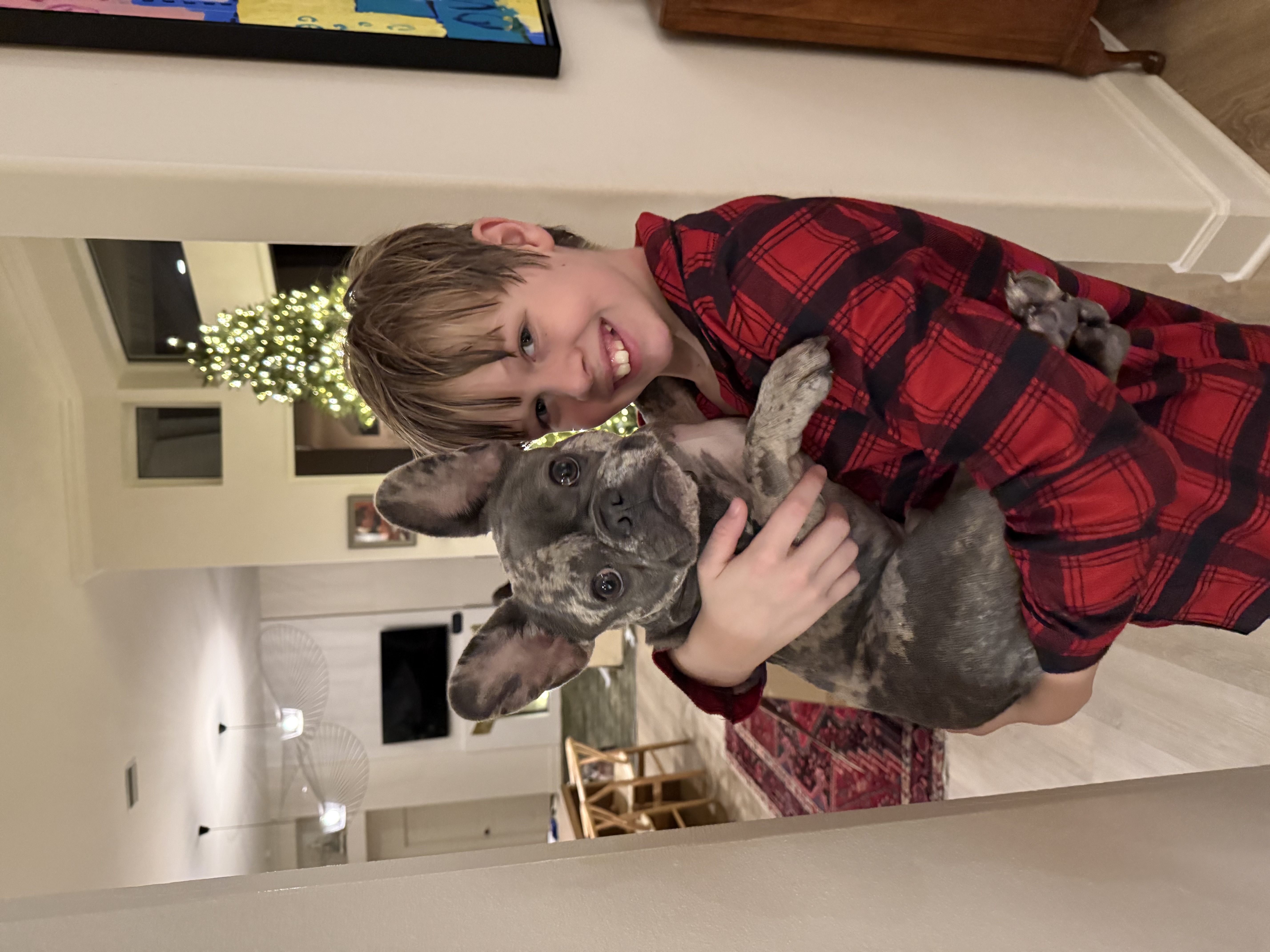 2 yo, Male, French Bulldog image 2