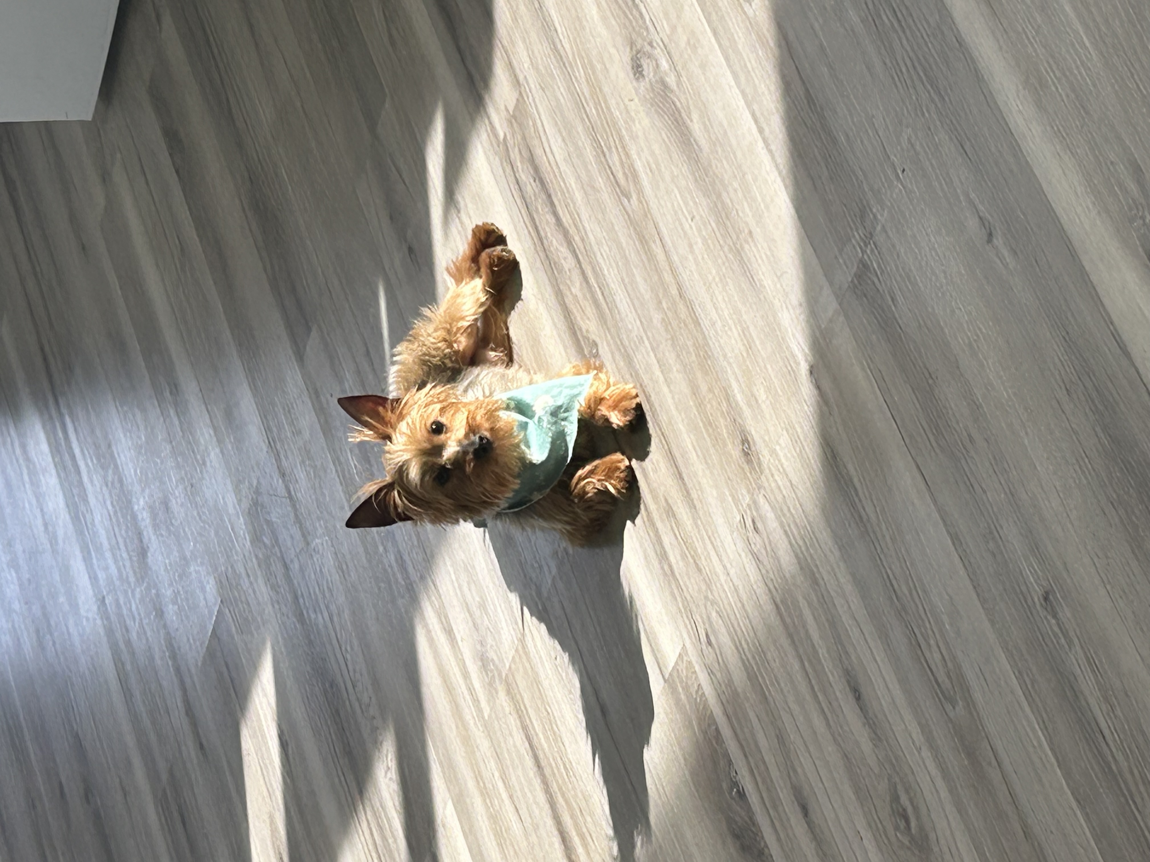 Yorkie image 6