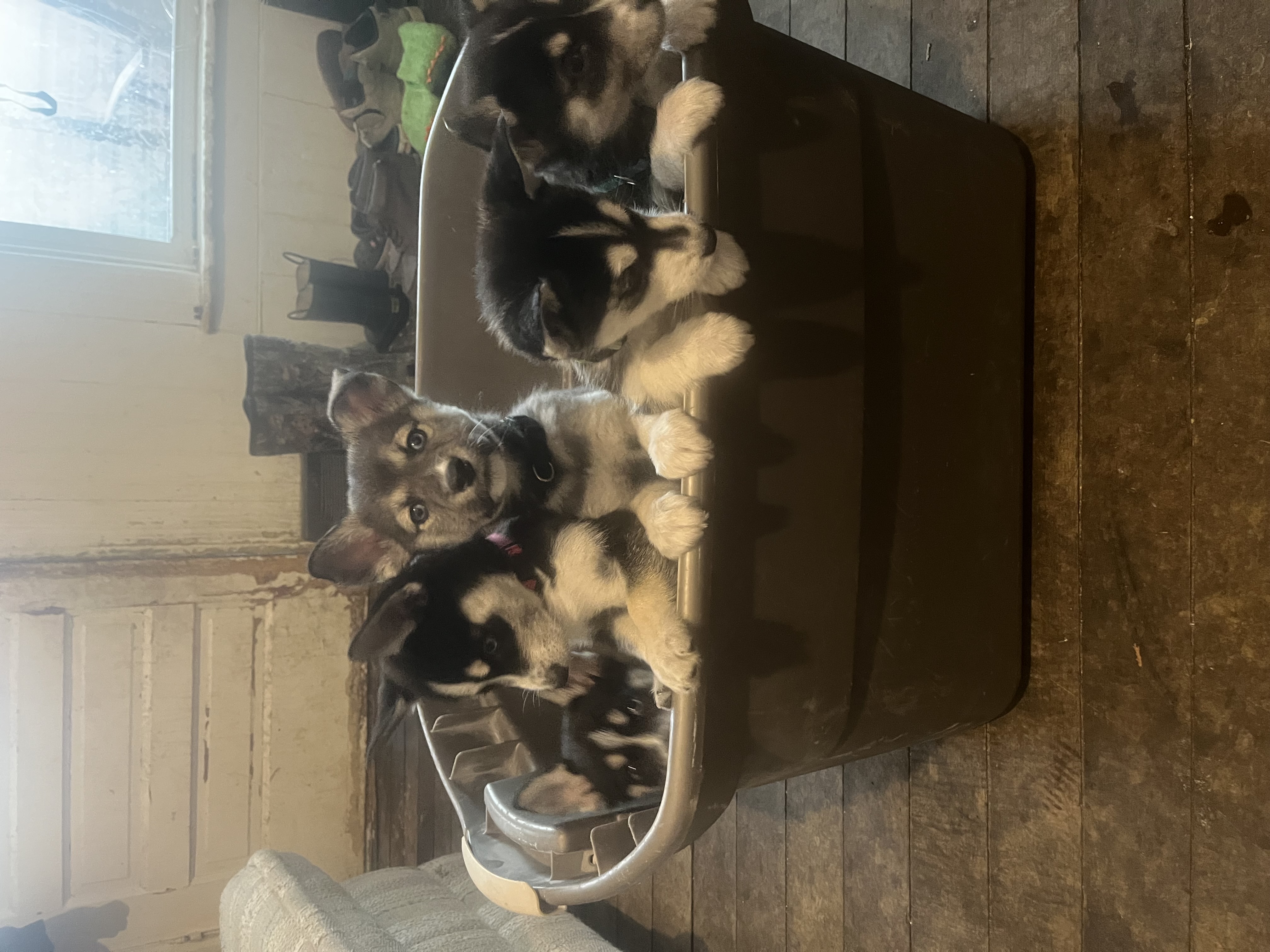 Puppies image 2