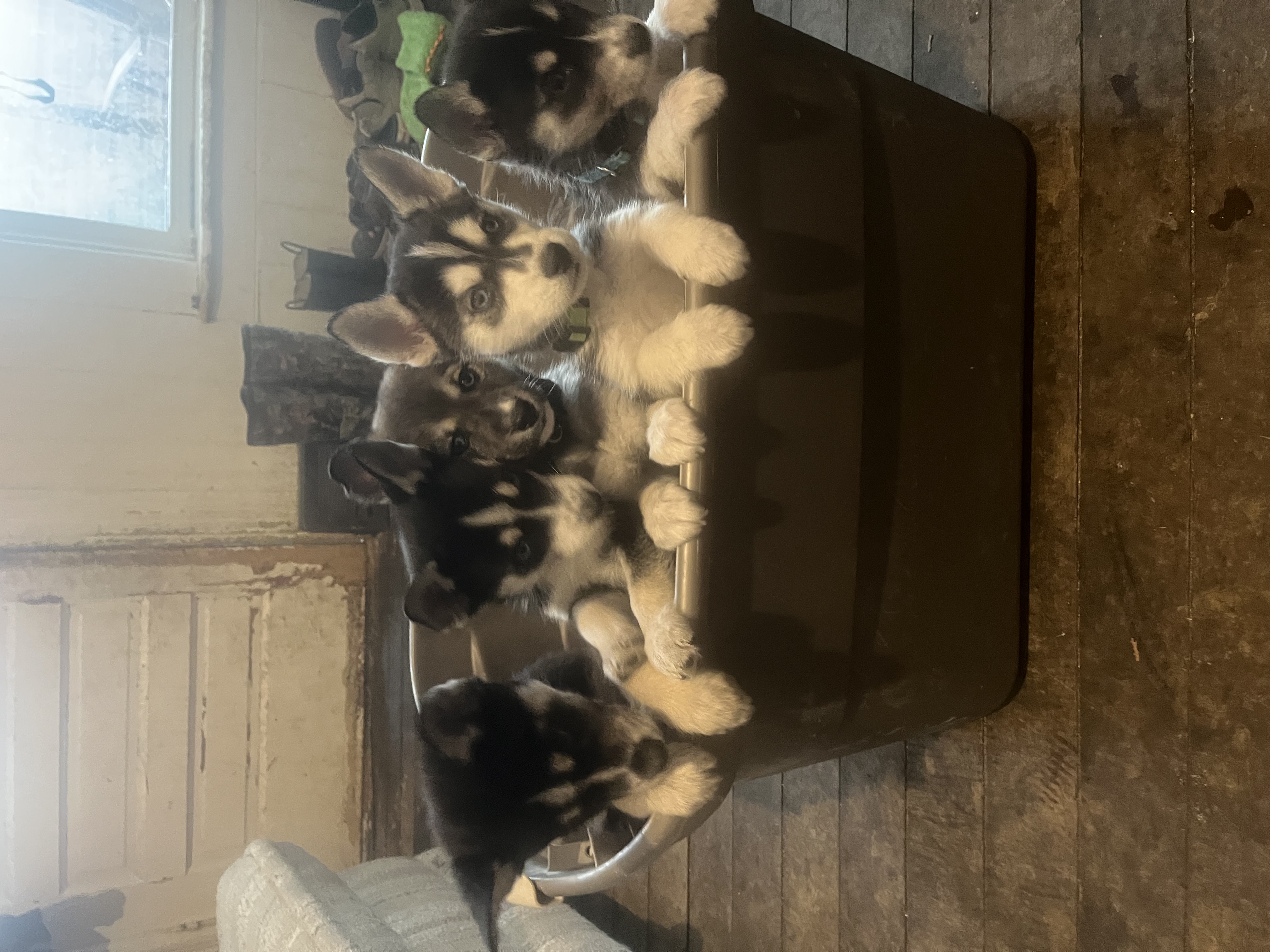 Puppies image 1
