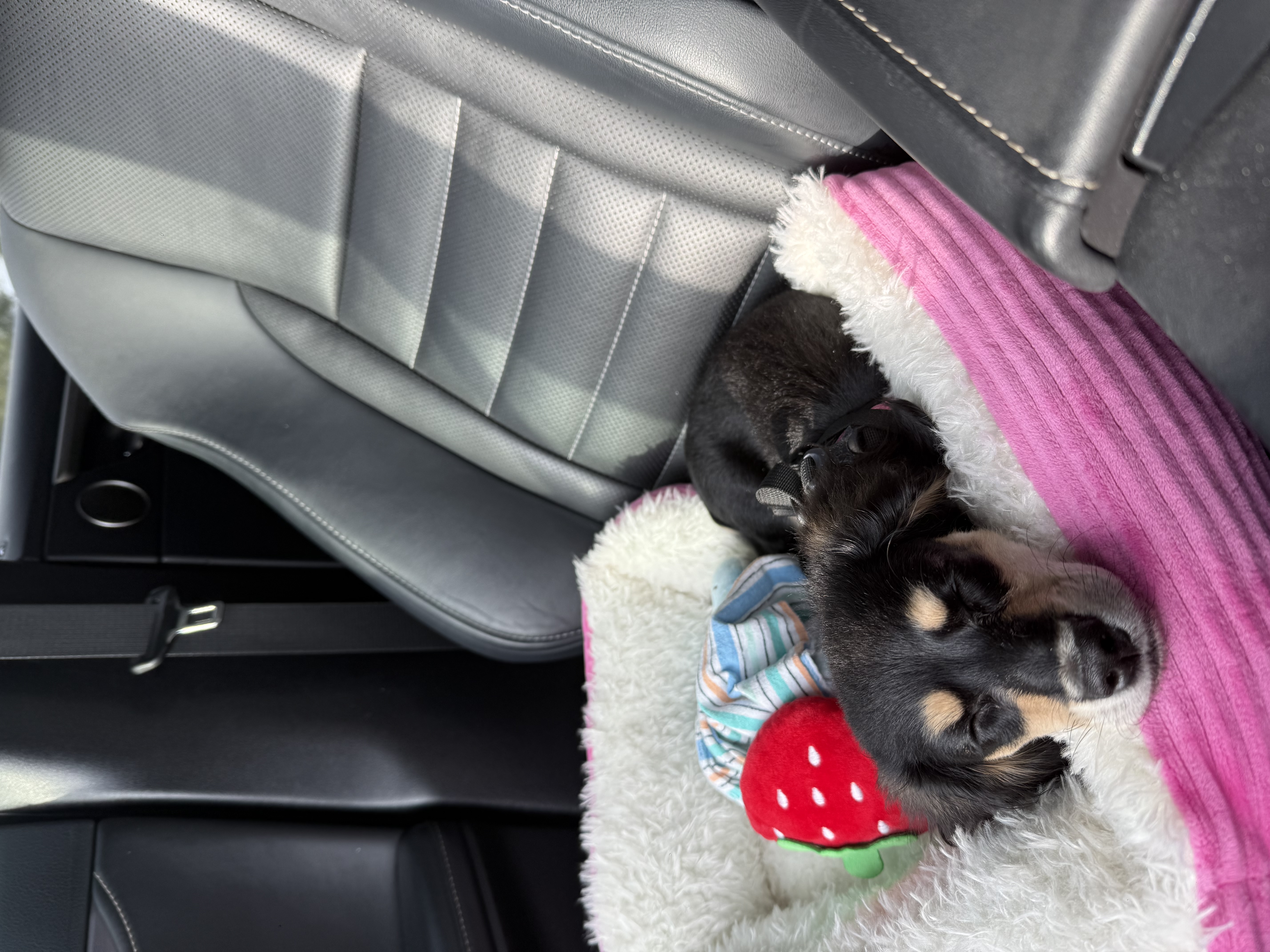 Miniature Long-Haired Dachsund Puppy for Adoption image 2
