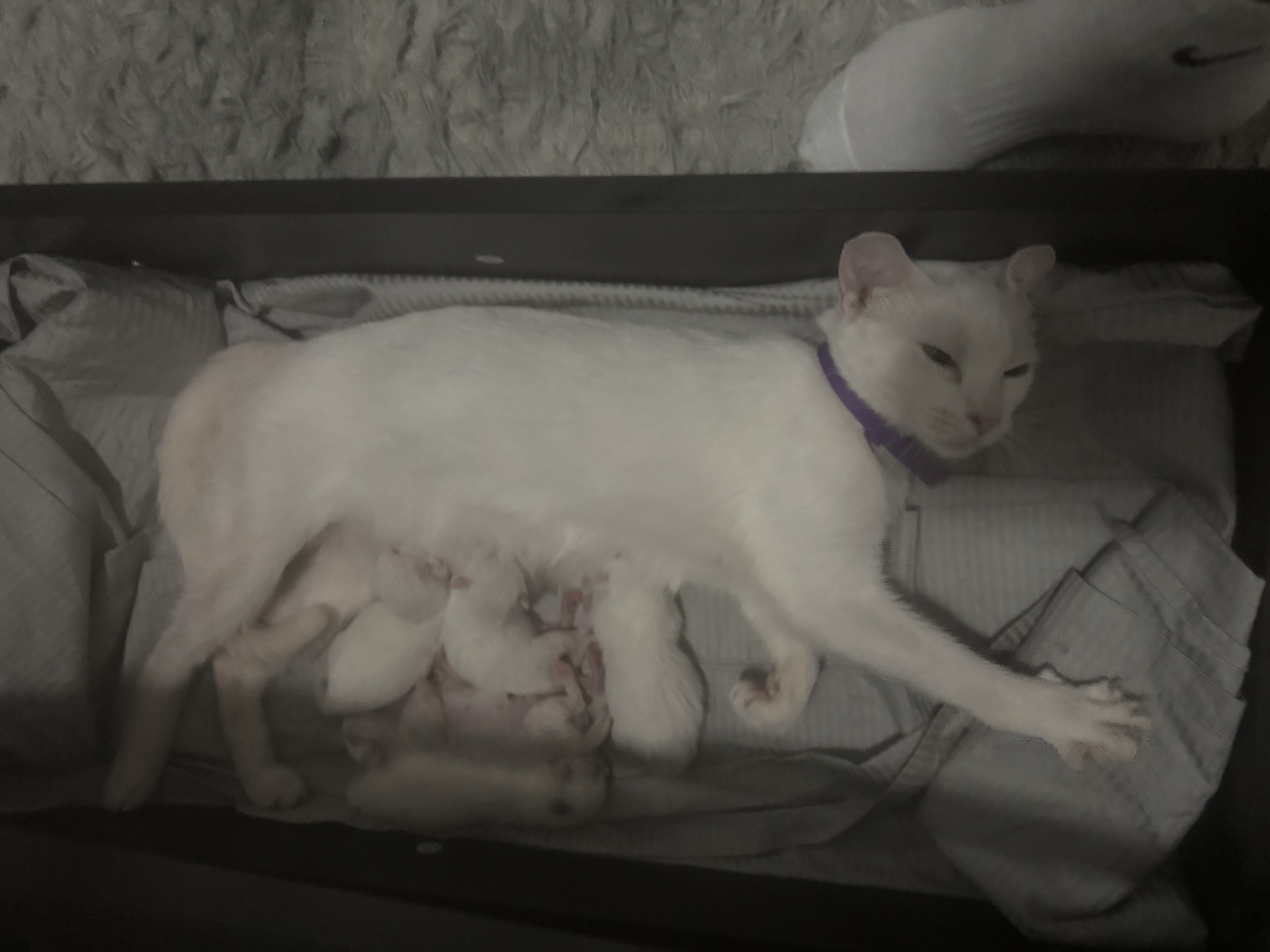 Kittens image 1