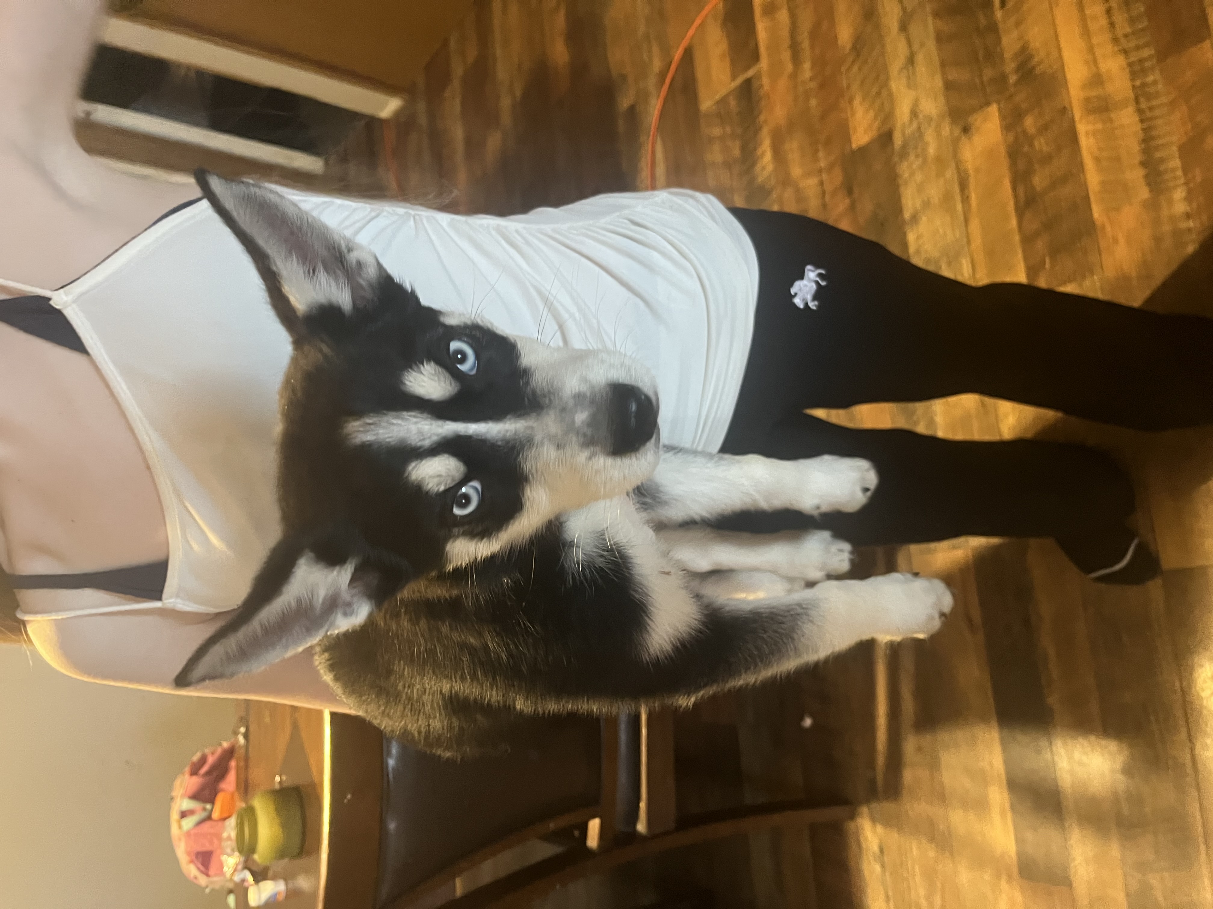 Puppies image 4