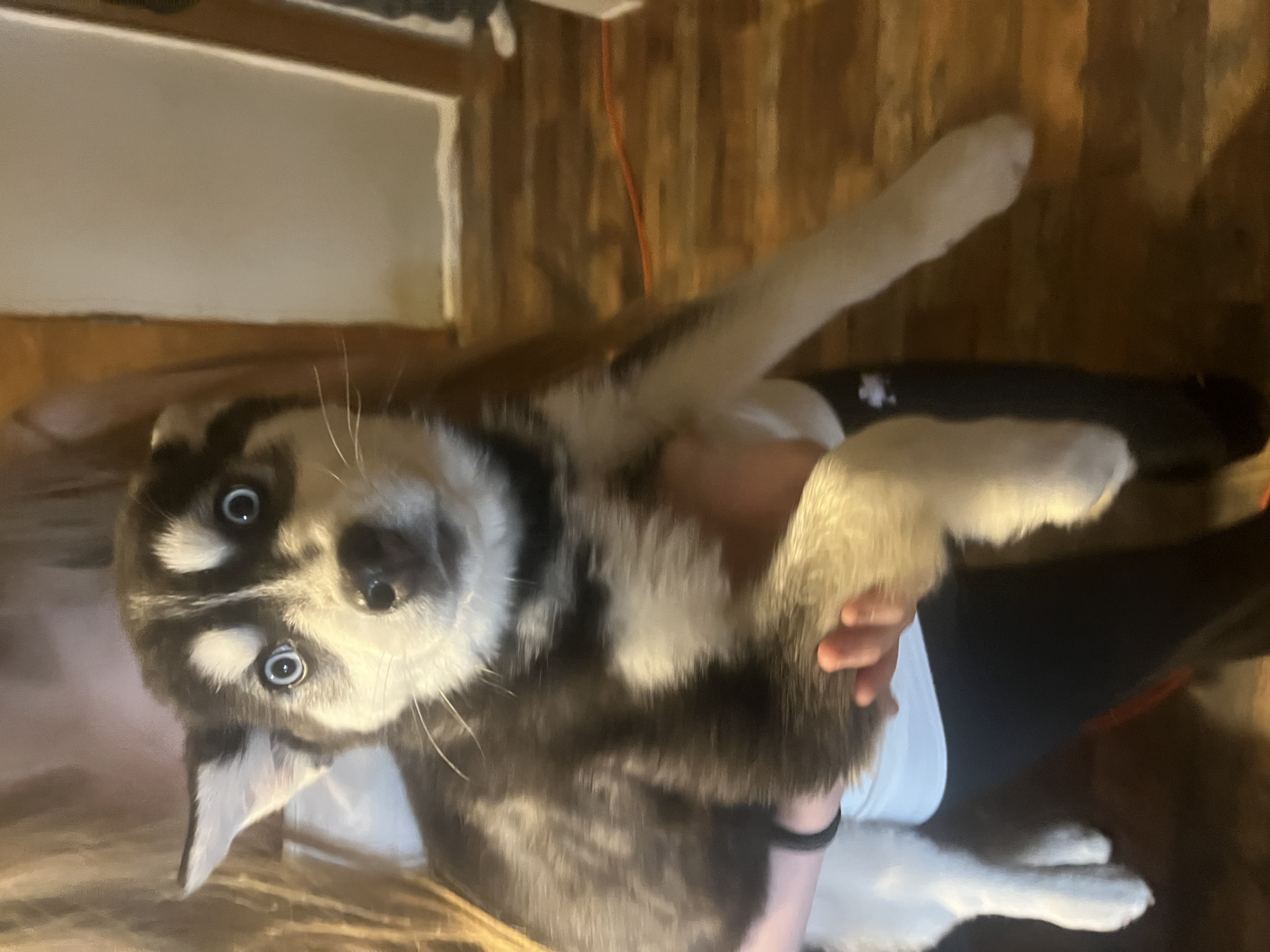 Puppies image 5