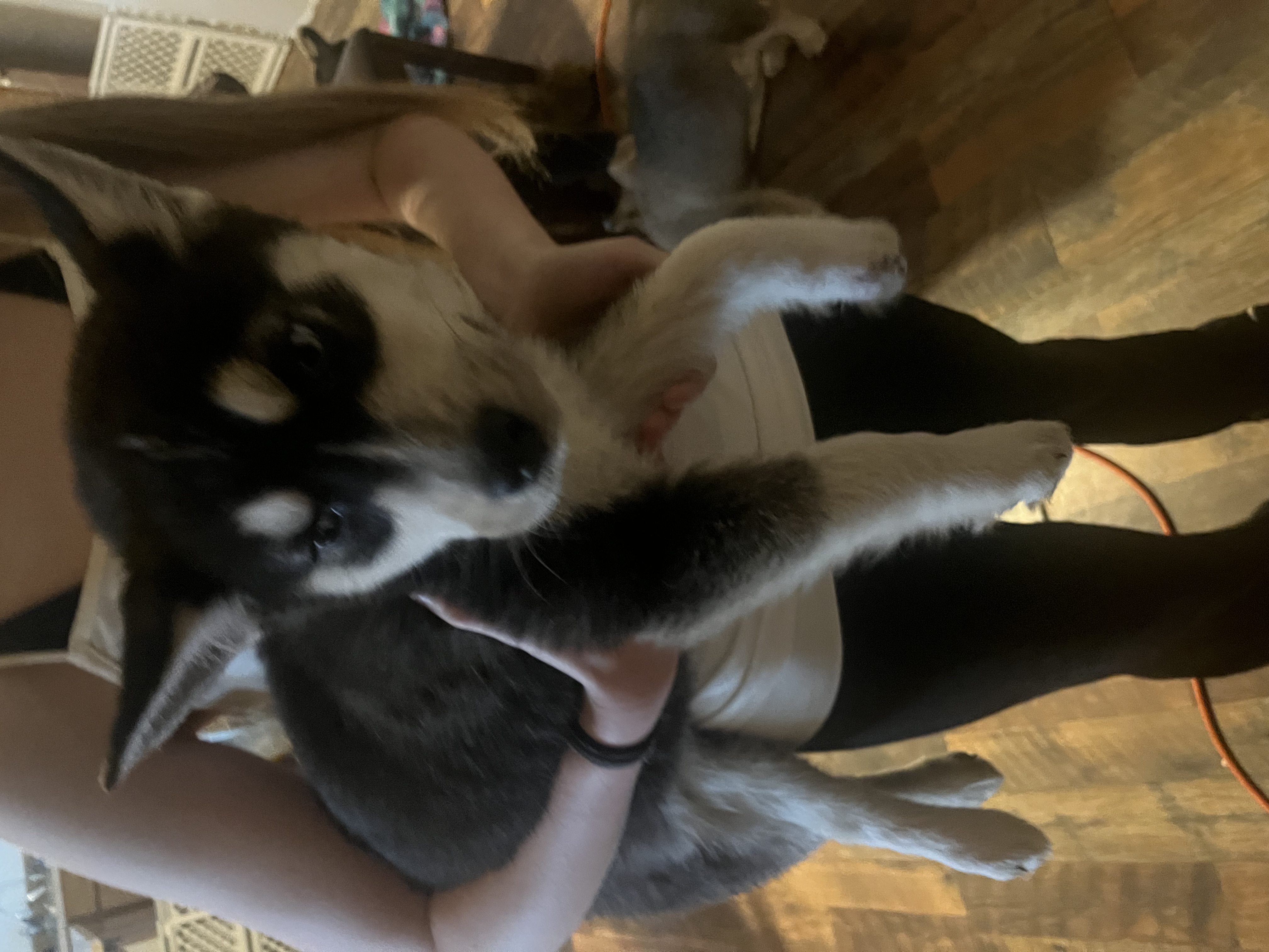 Puppies image 6