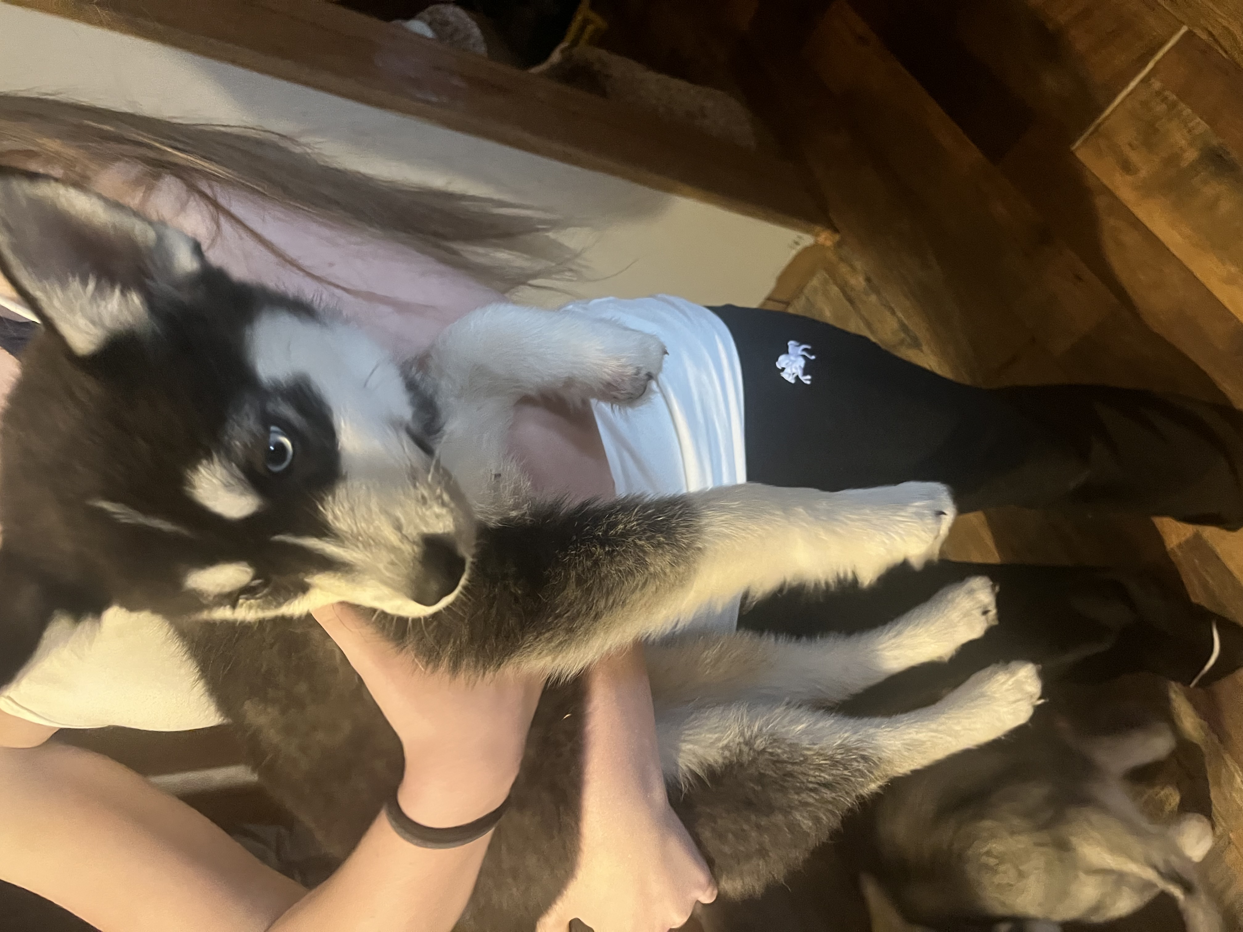 Puppies image 7