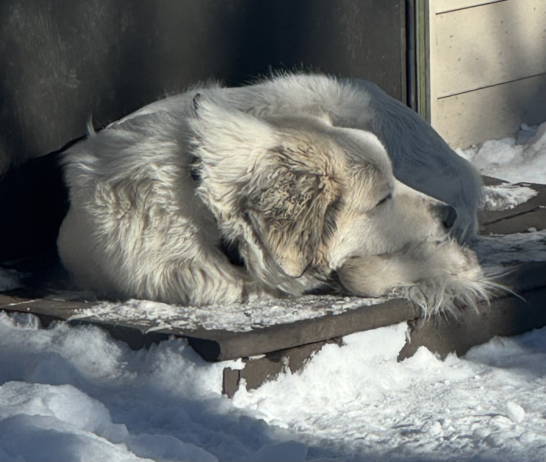 Great Pyrenees image 1