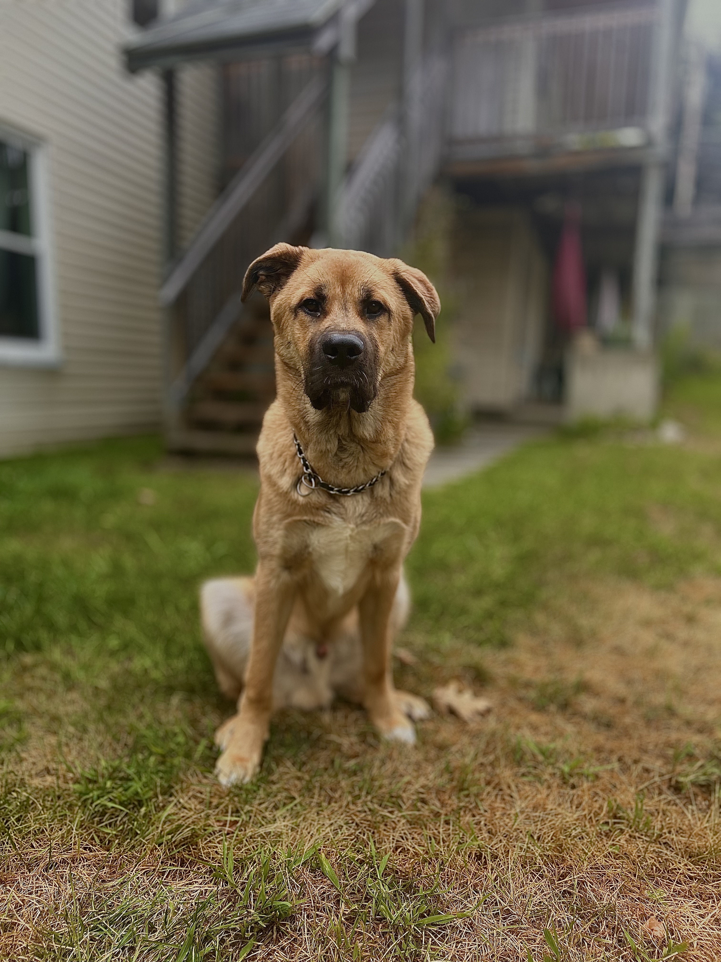 Rehoming young dog image 4