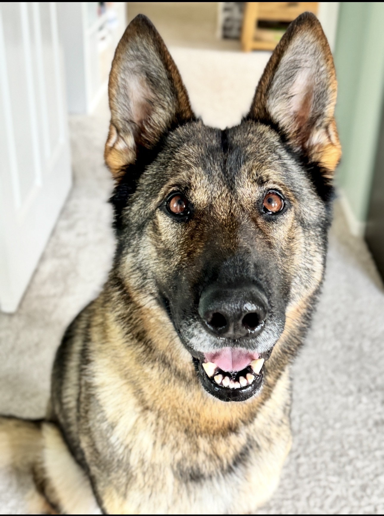 German Shepherd image 1
