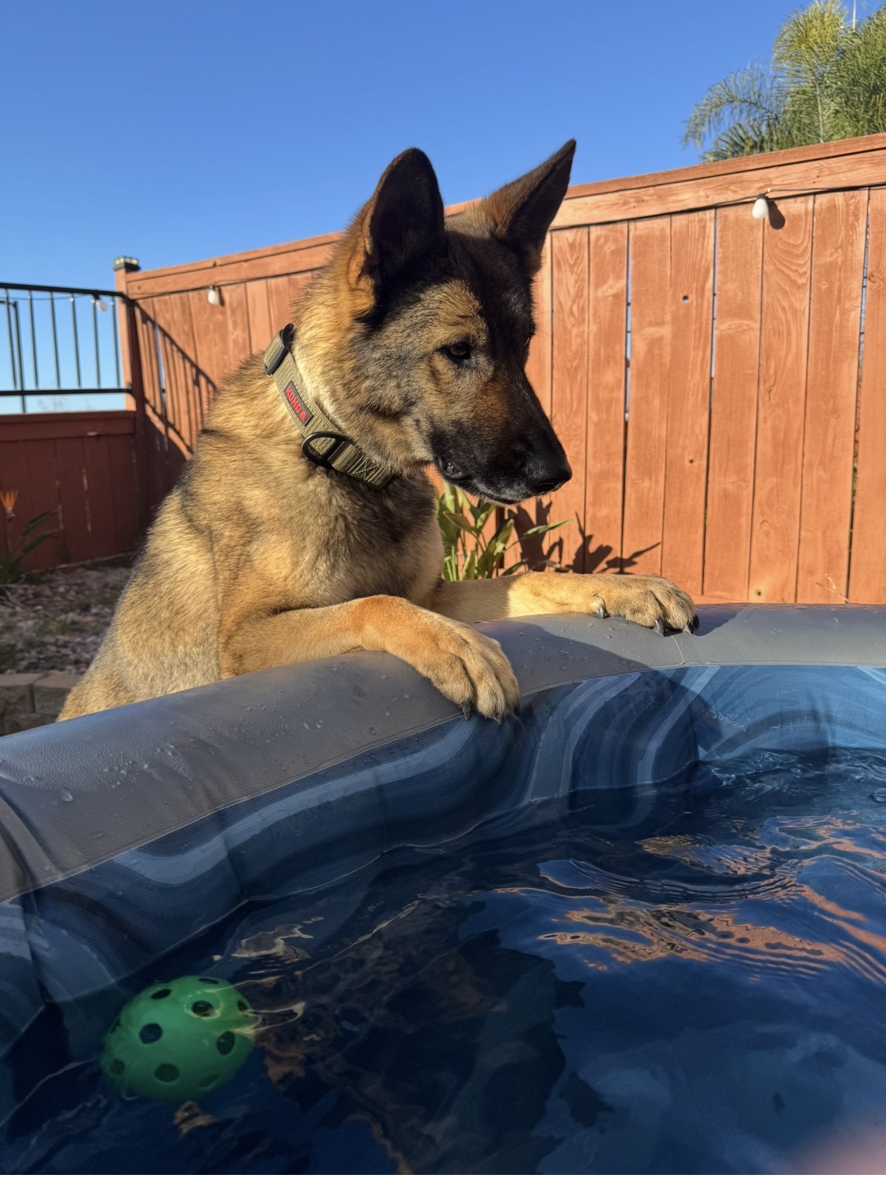 German Shepherd image 4