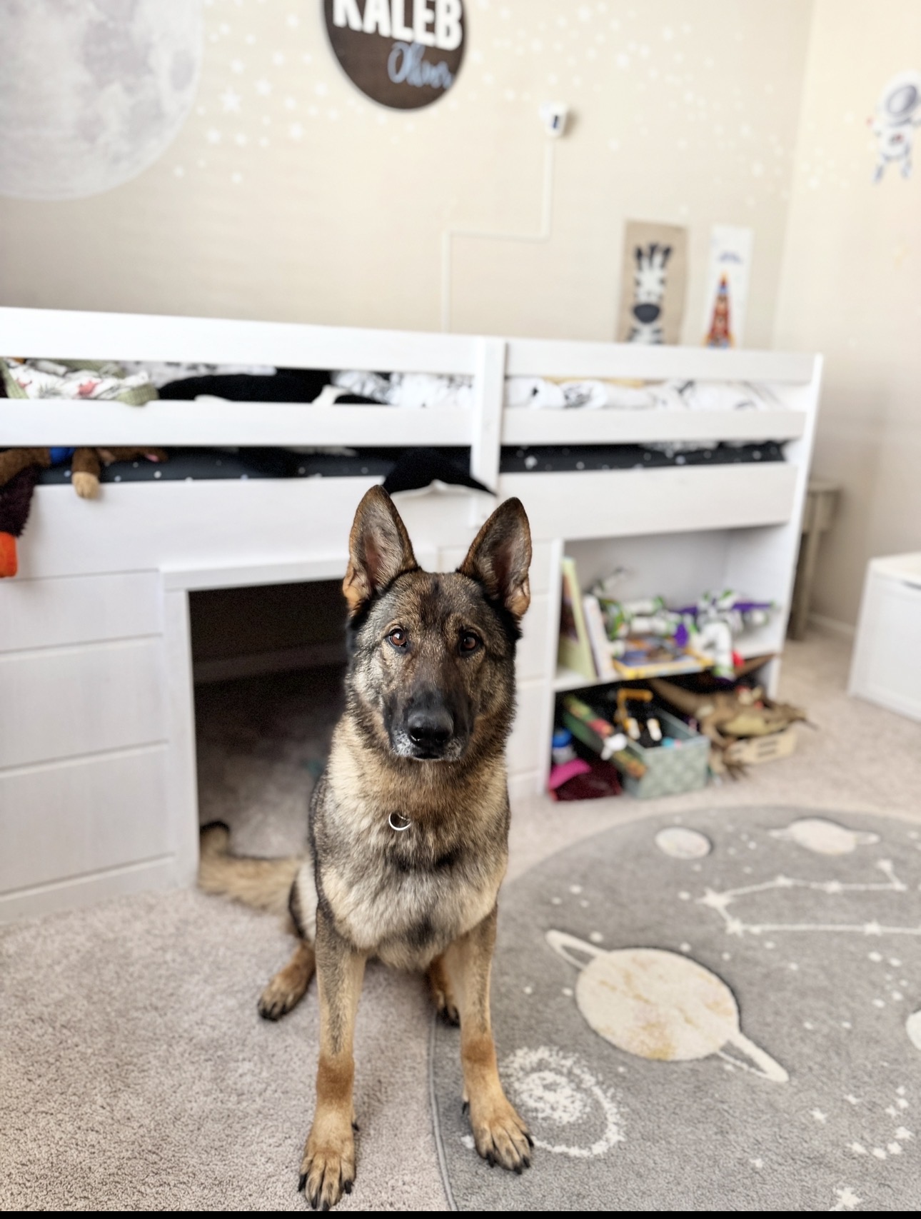 German Shepherd image 3