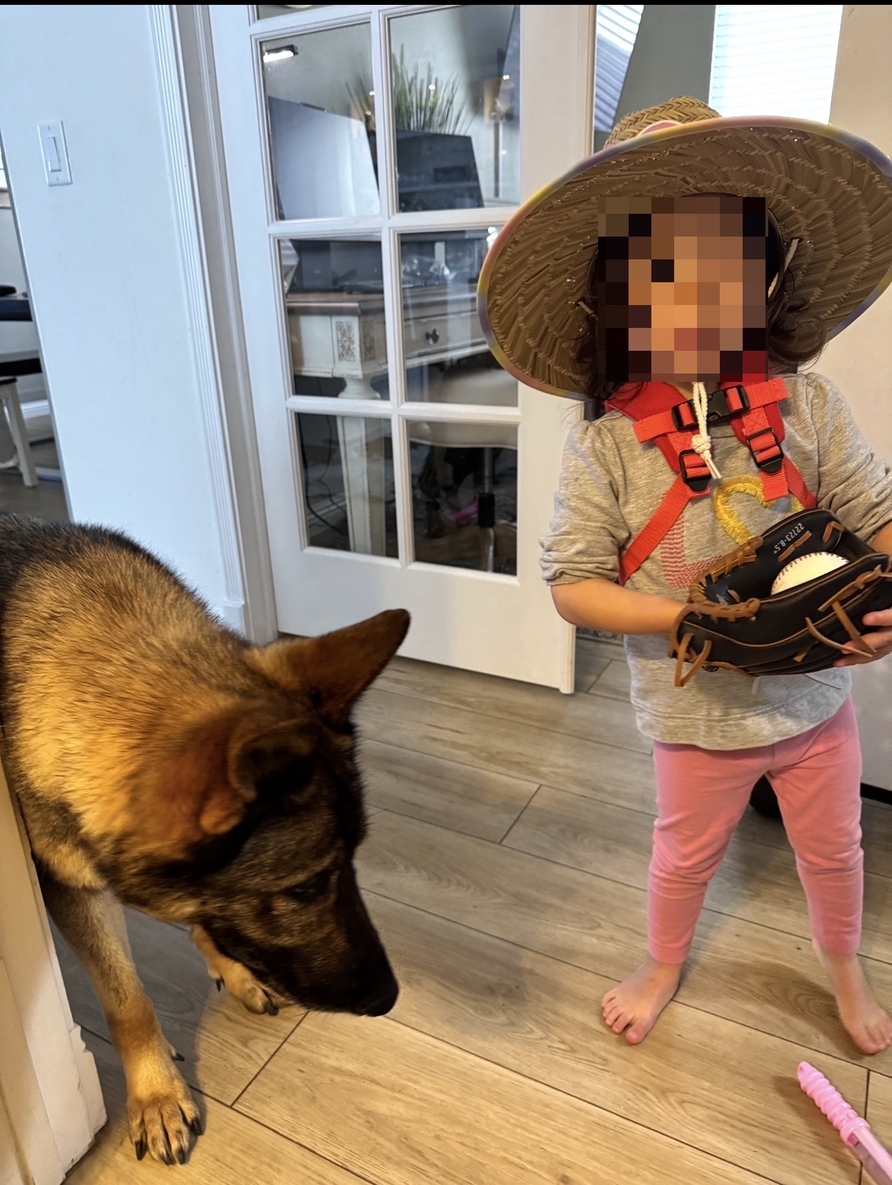 German Shepherd image 5